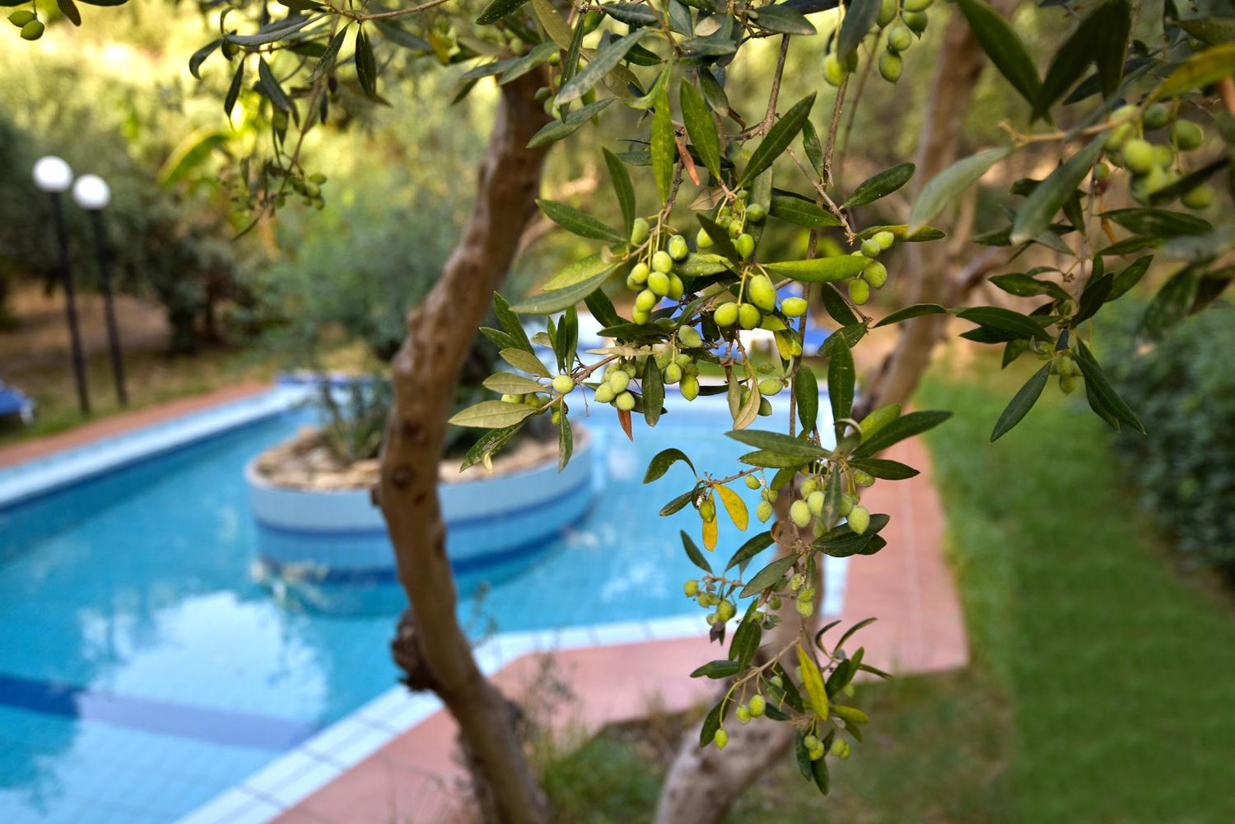 Olive Farm