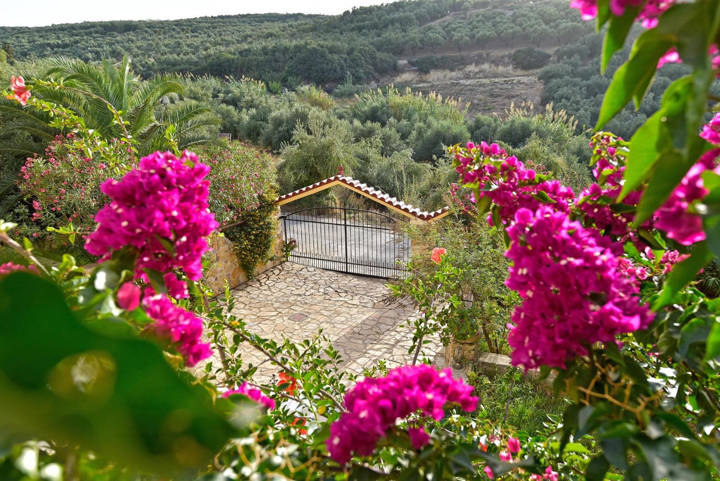 Olive Farm