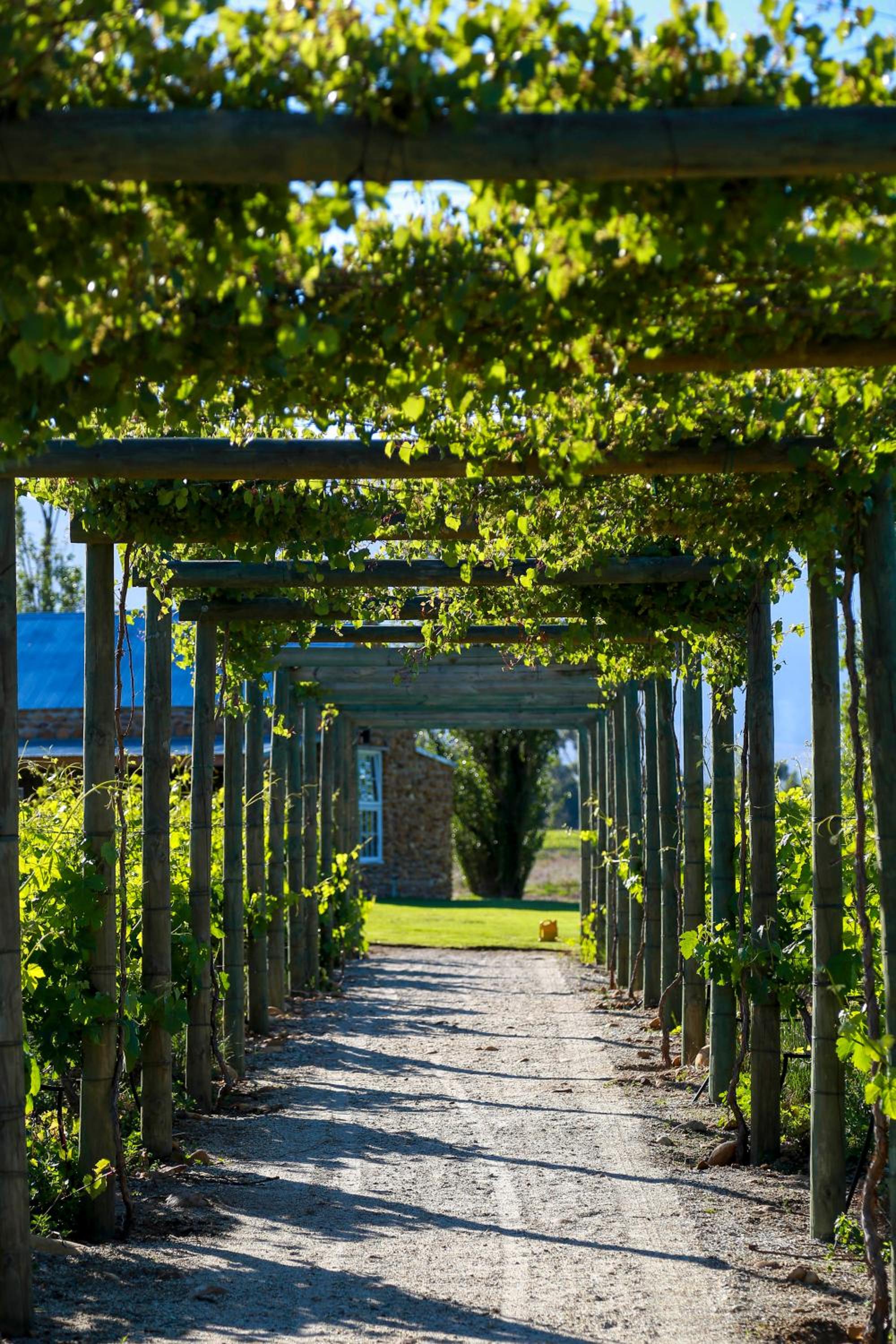 Saronsberg Vineyard Cottages