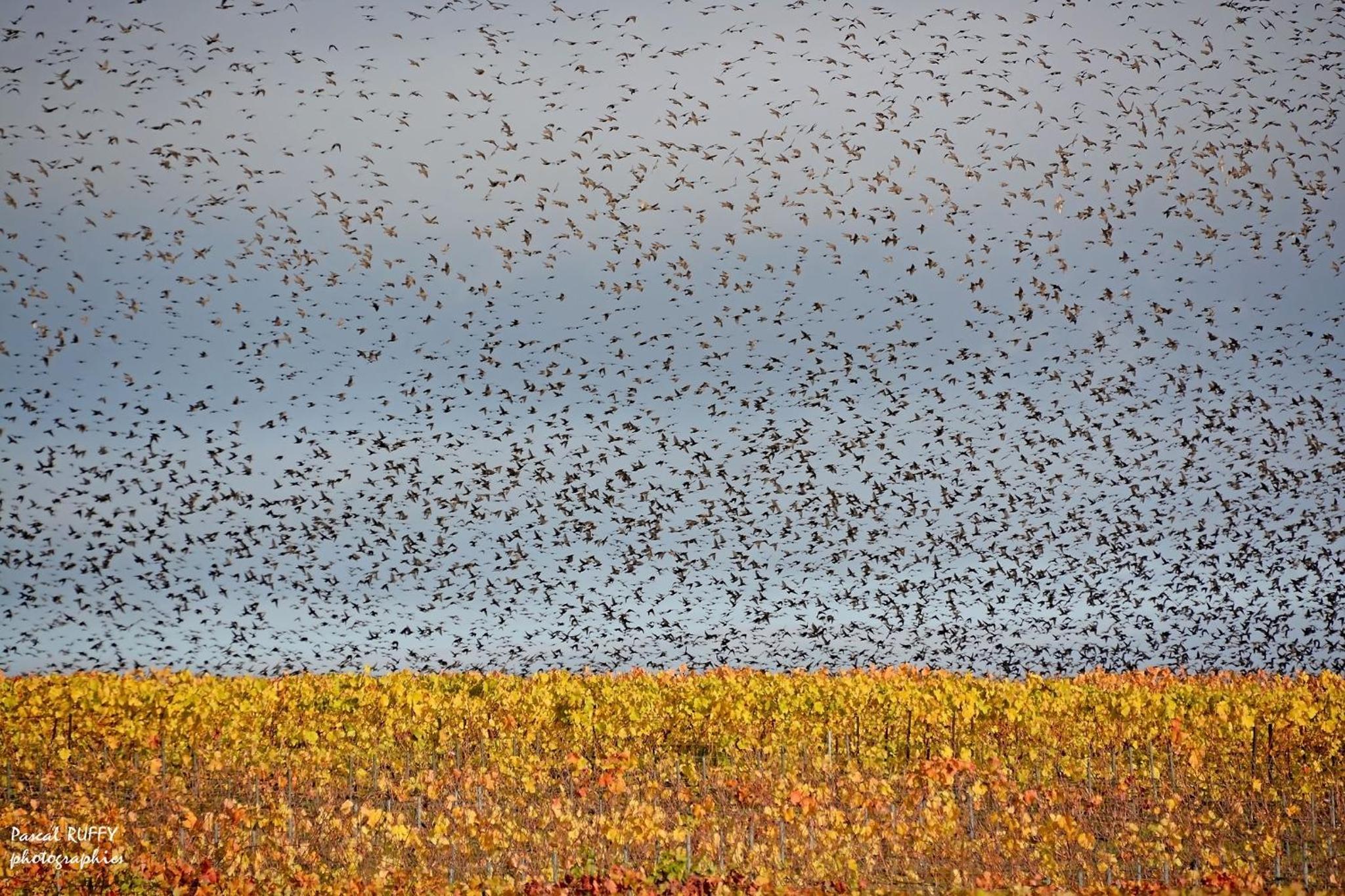 L'aire des oiseaux
