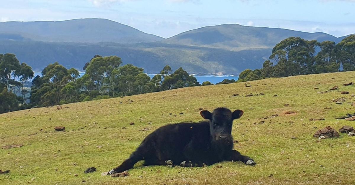 Ruby's Cottage Farm Stay
