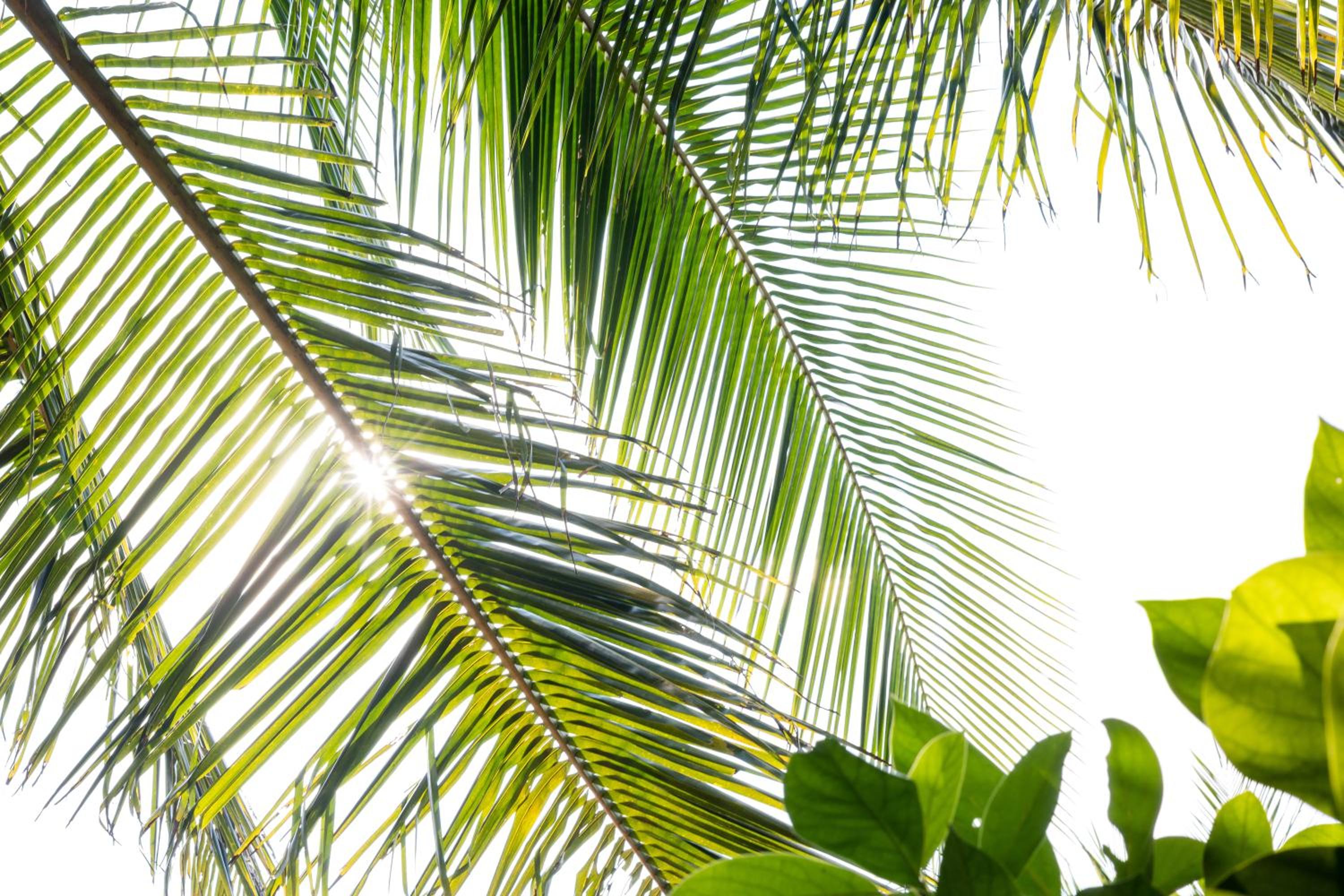Under The Coconut Tree Hoi An