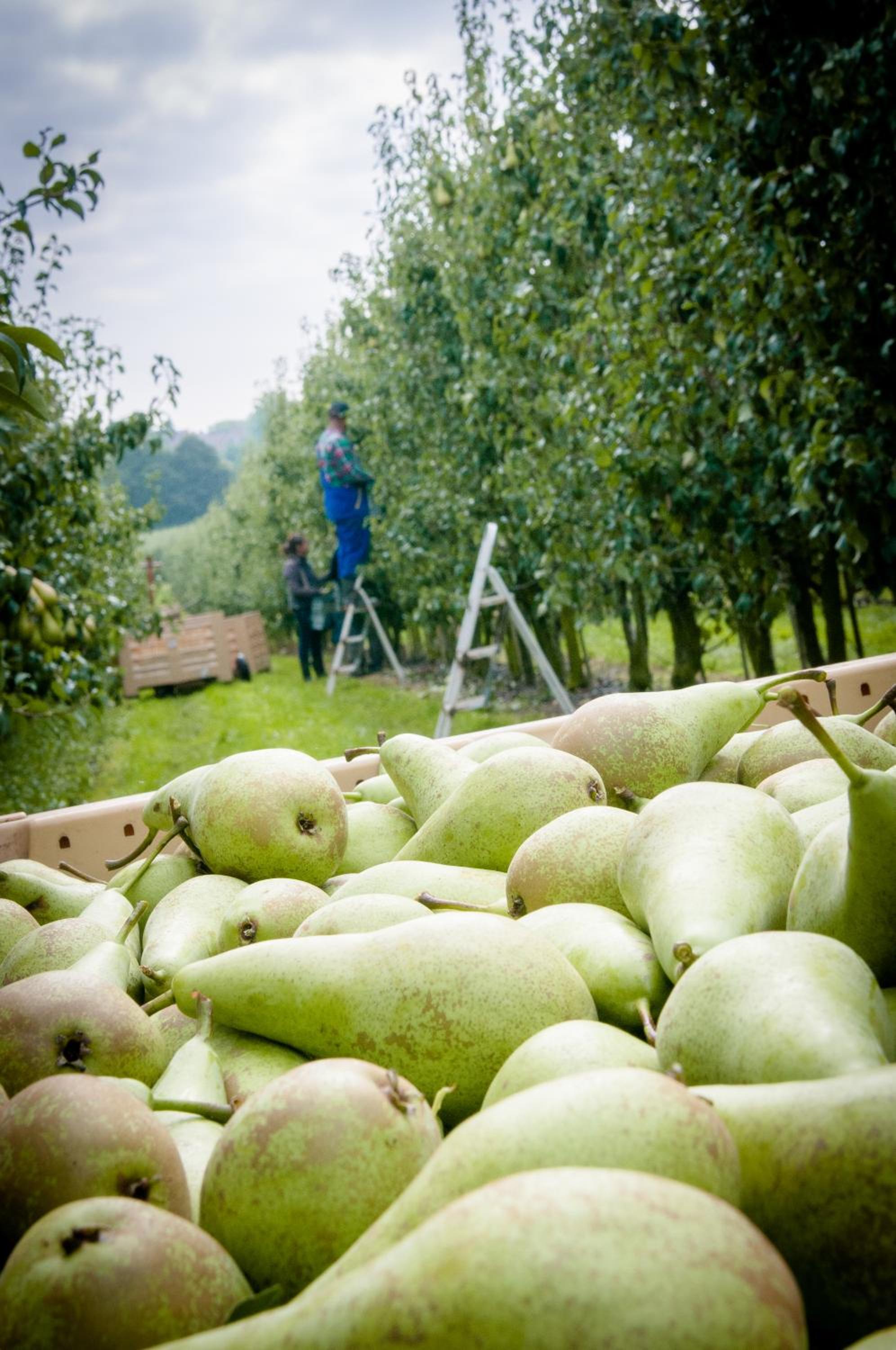 B&B De Fruithoeve