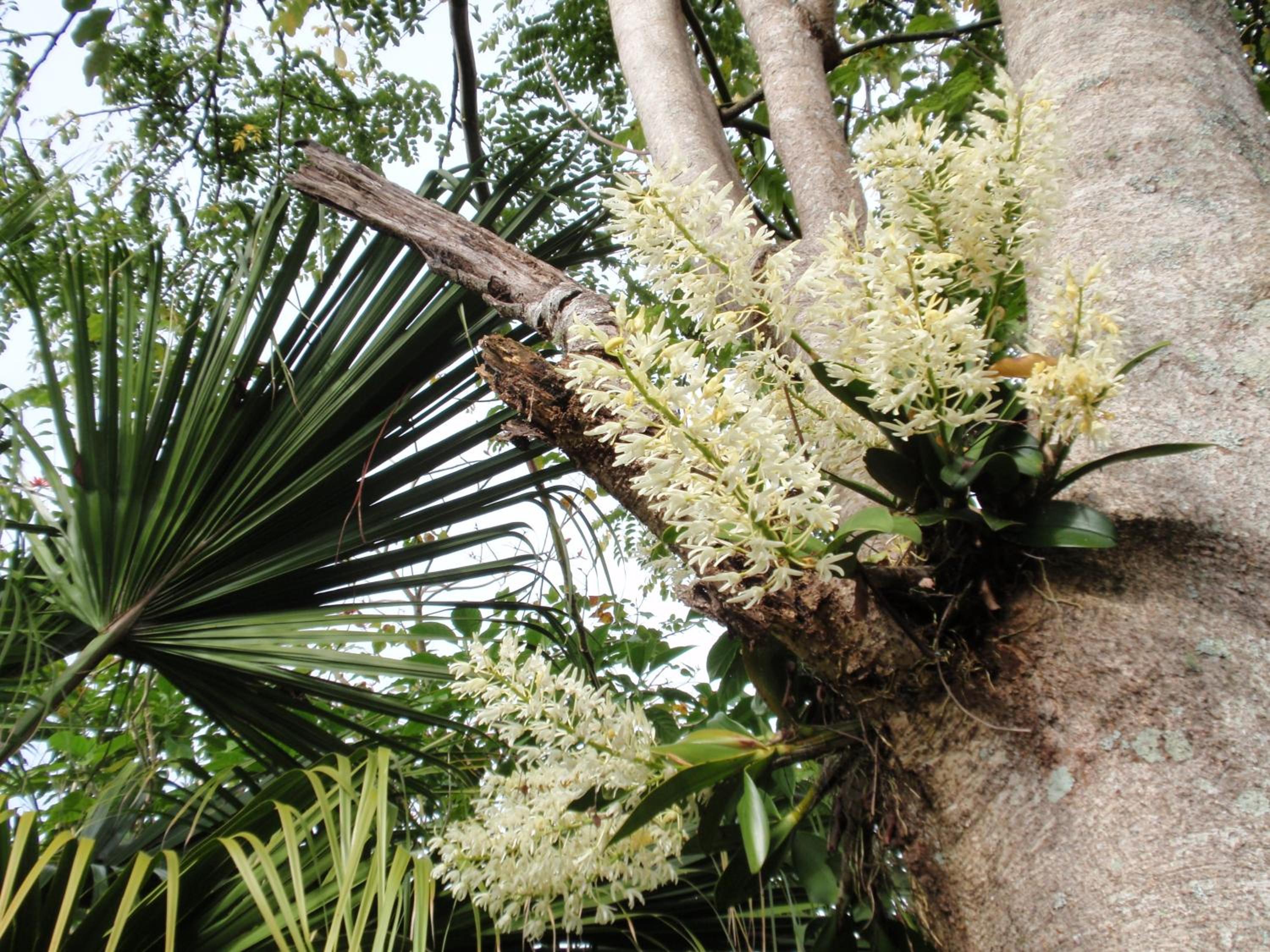 Wharepuke Subtropical Accommodation