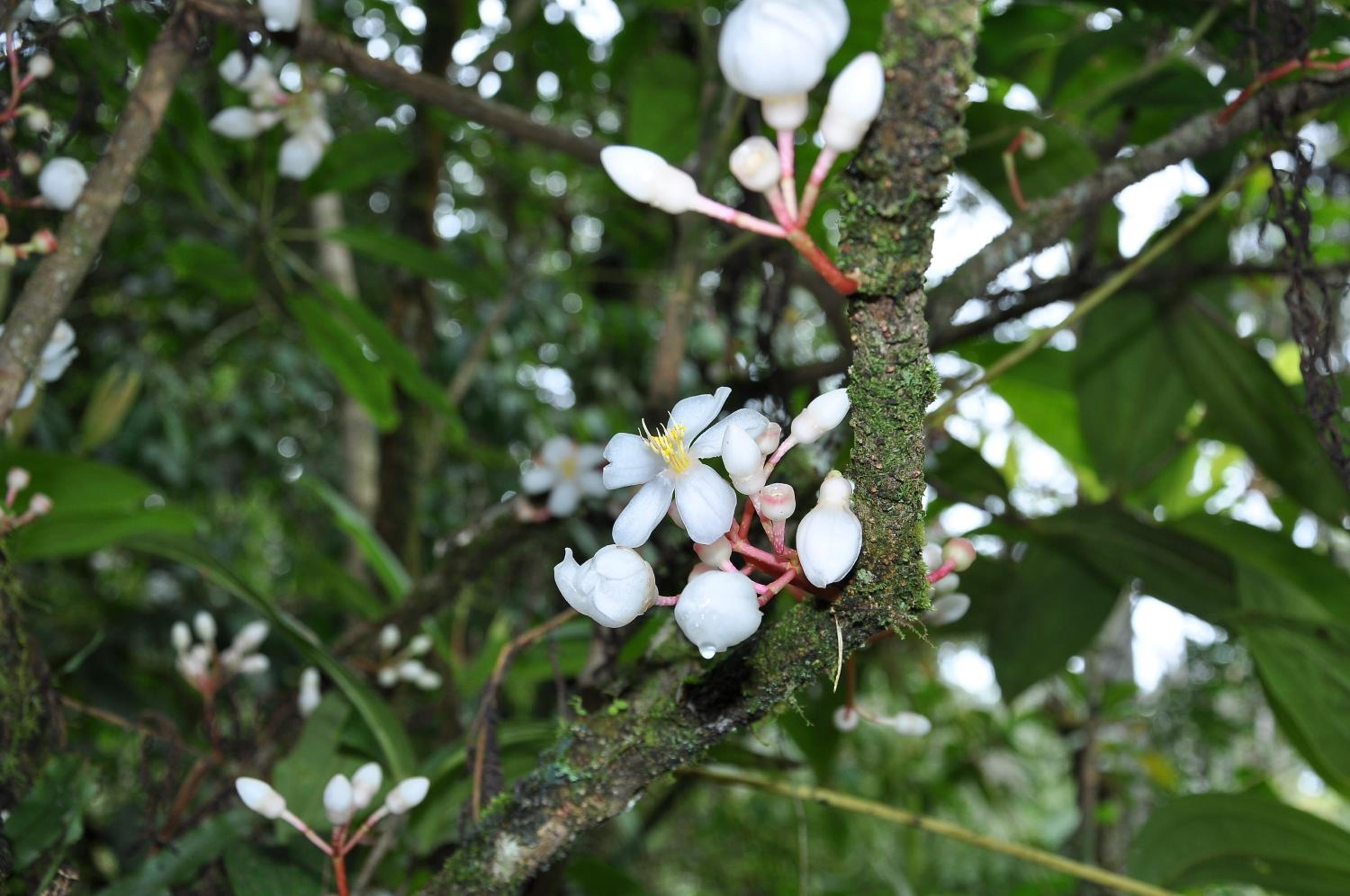Orchid Haven