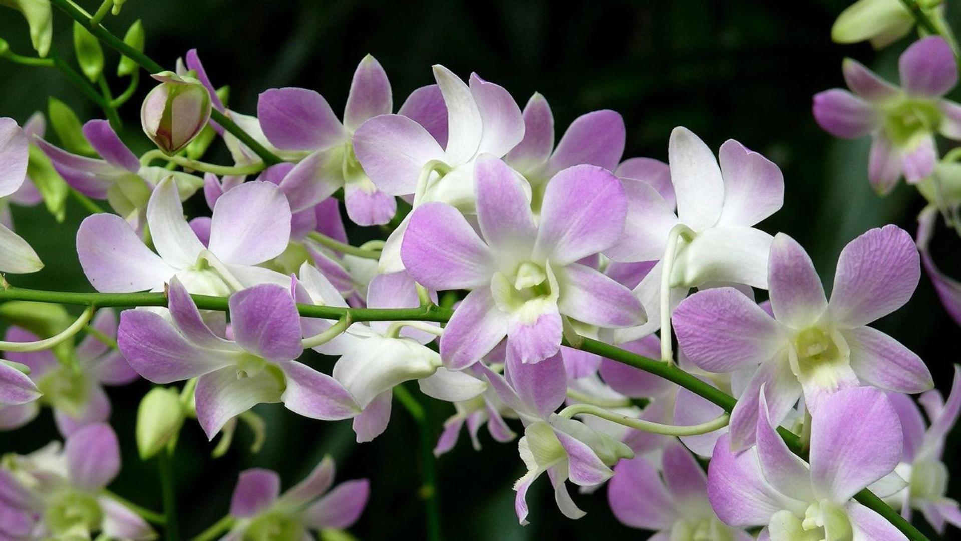 Orchid Haven