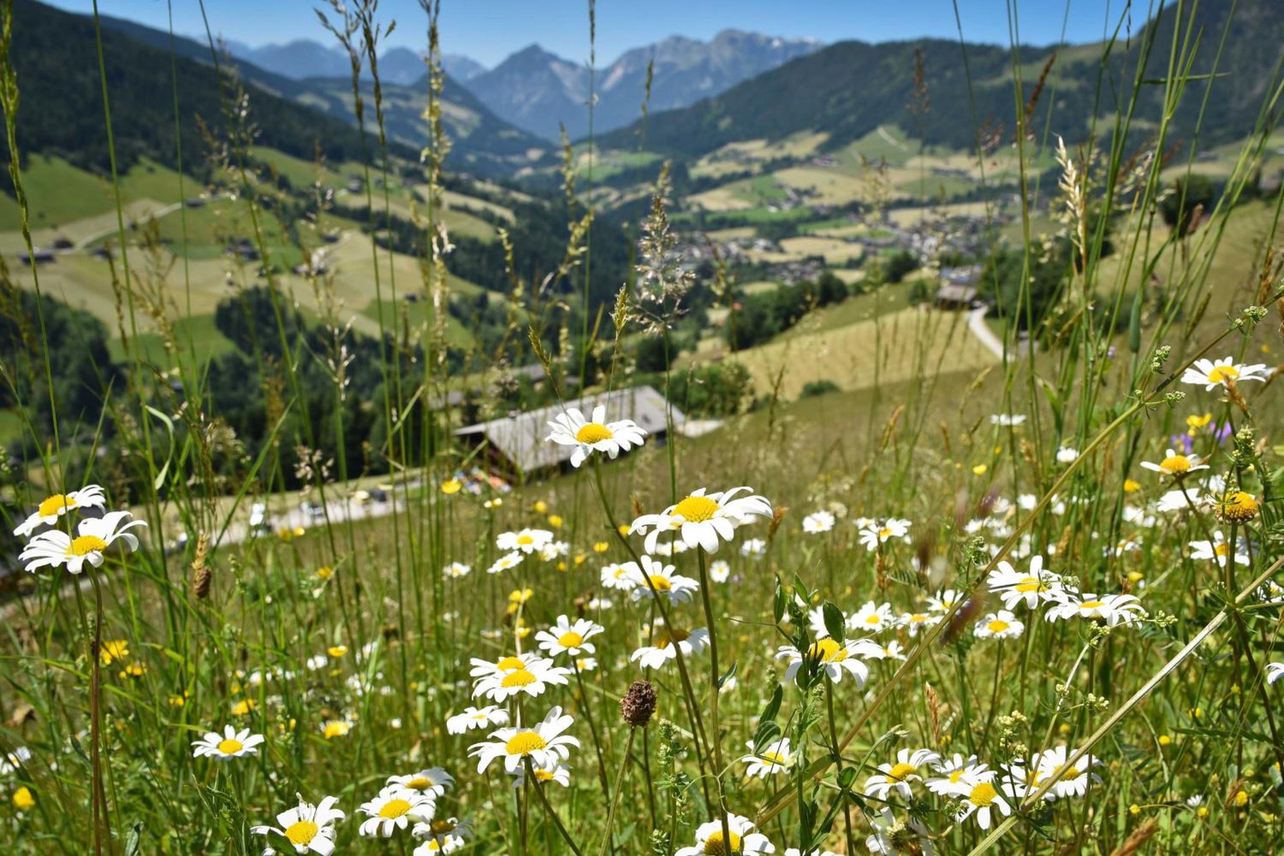 Haus Dorferstuck