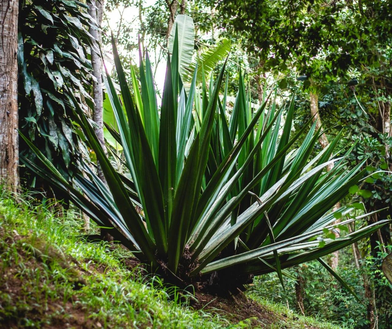 Espaço Viverde Penedo