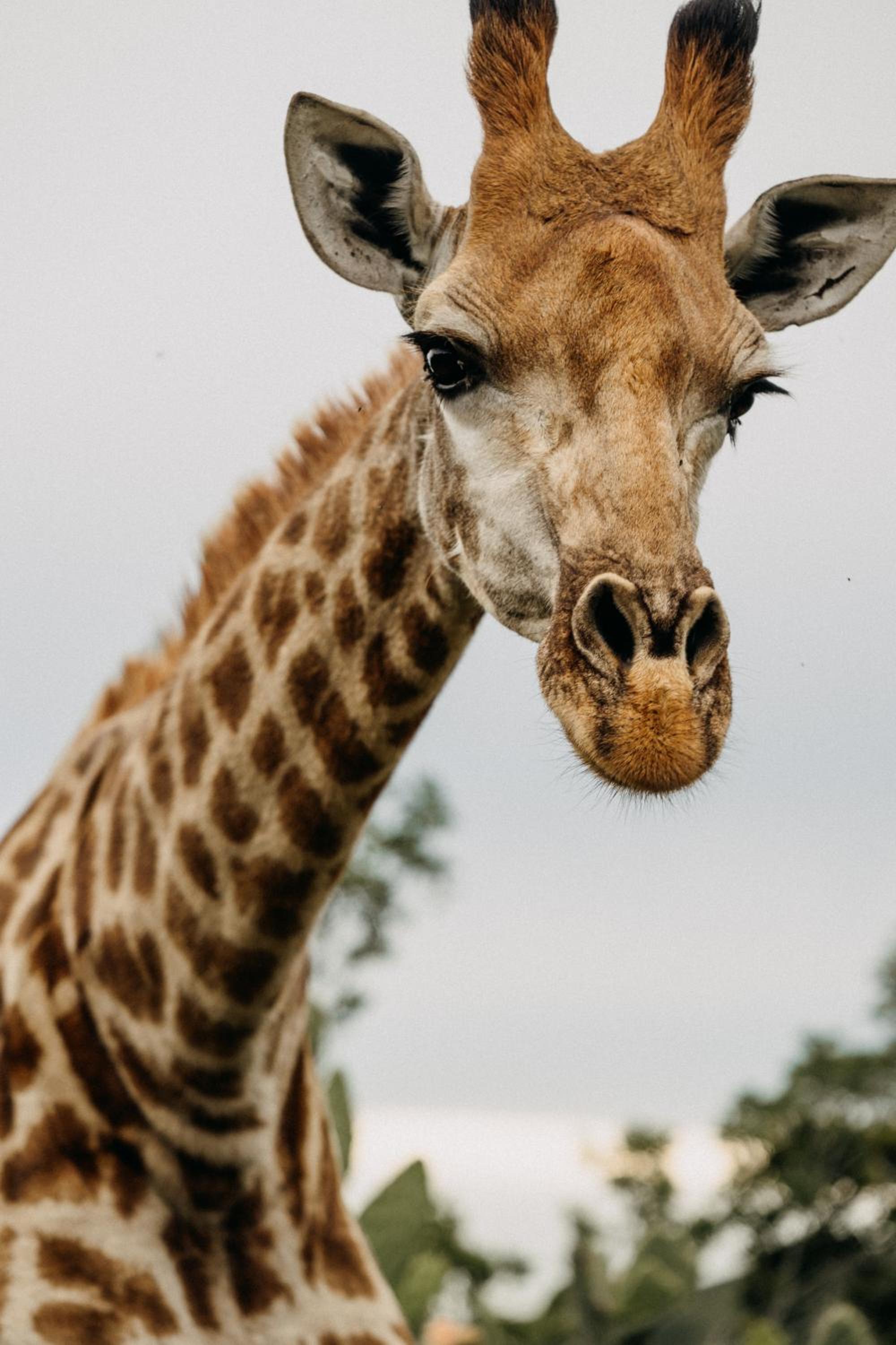 Addo Elephant Safari Lodge - Bellevue Forest Reserve