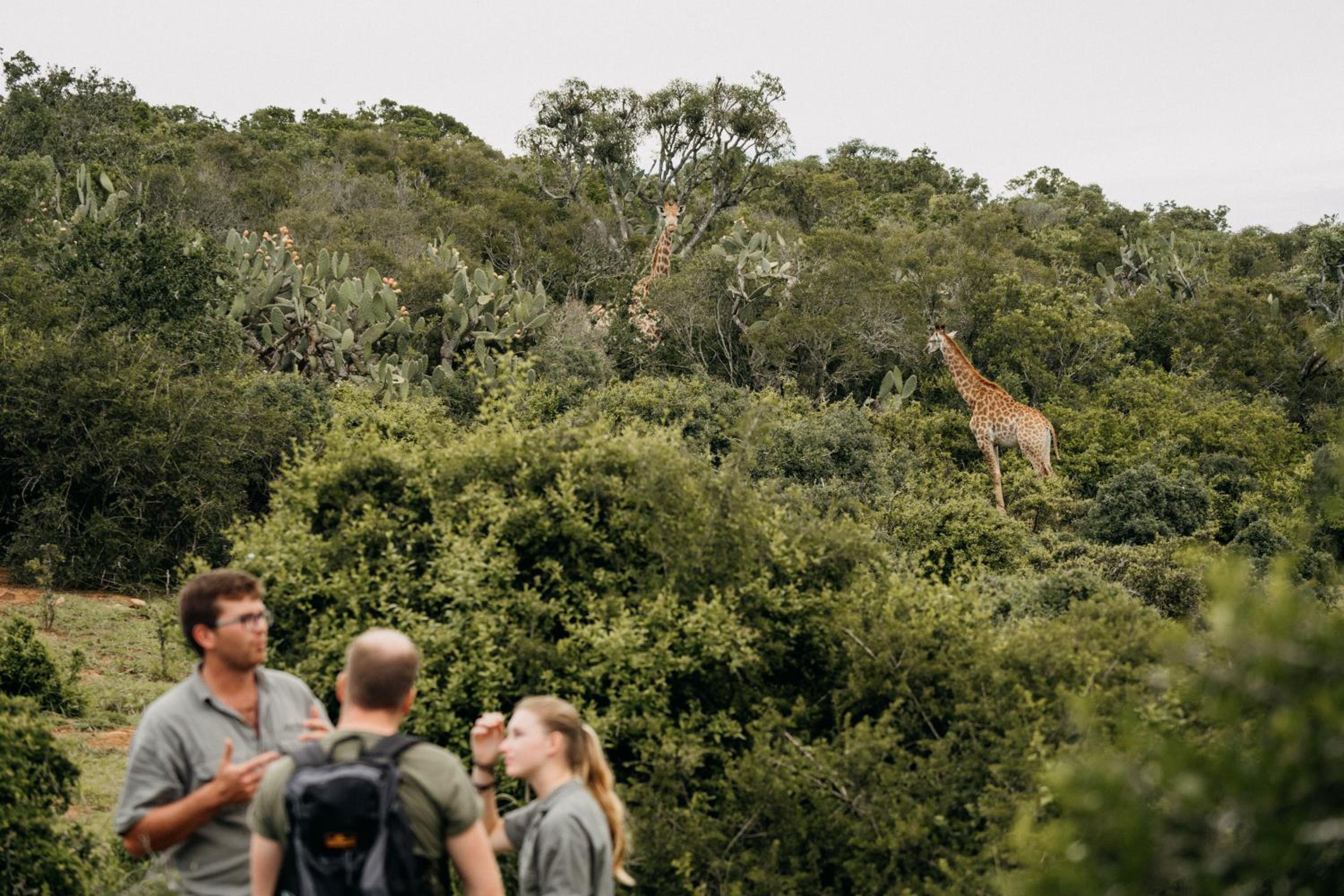 Addo Elephant Safari Lodge - Bellevue Forest Reserve