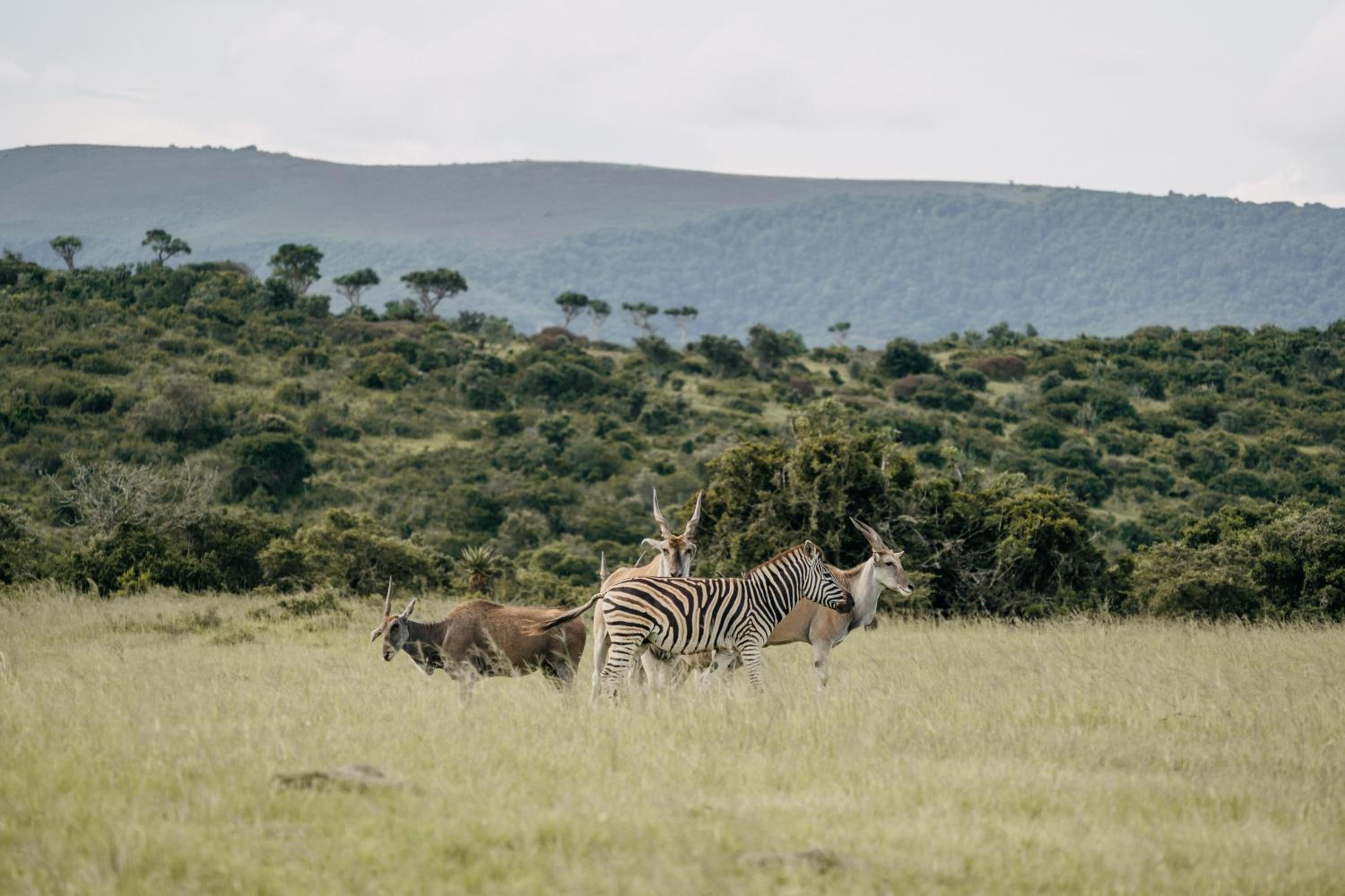 Addo Elephant Safari Lodge - Bellevue Forest Reserve