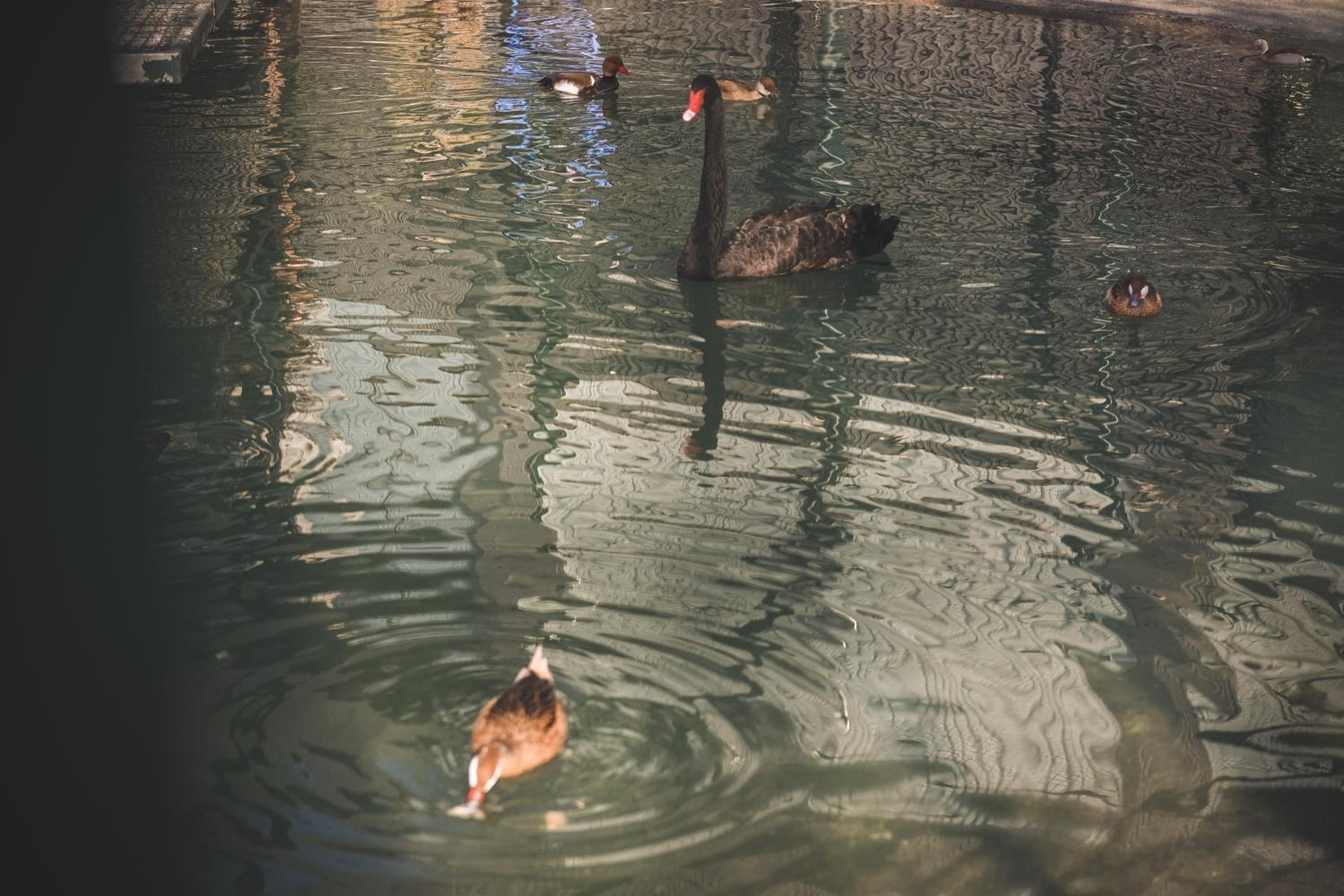 Photo 42