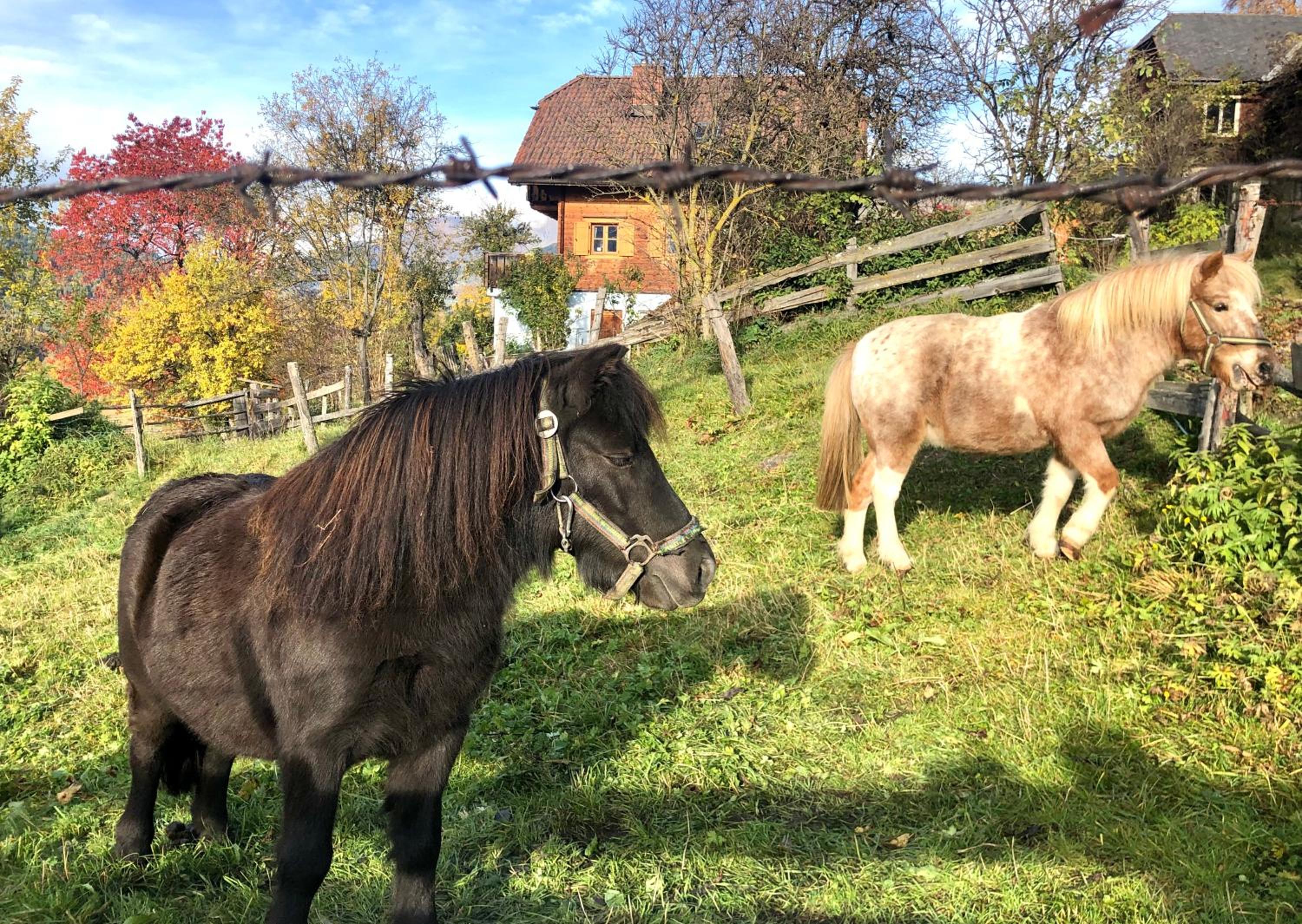 Feielhof