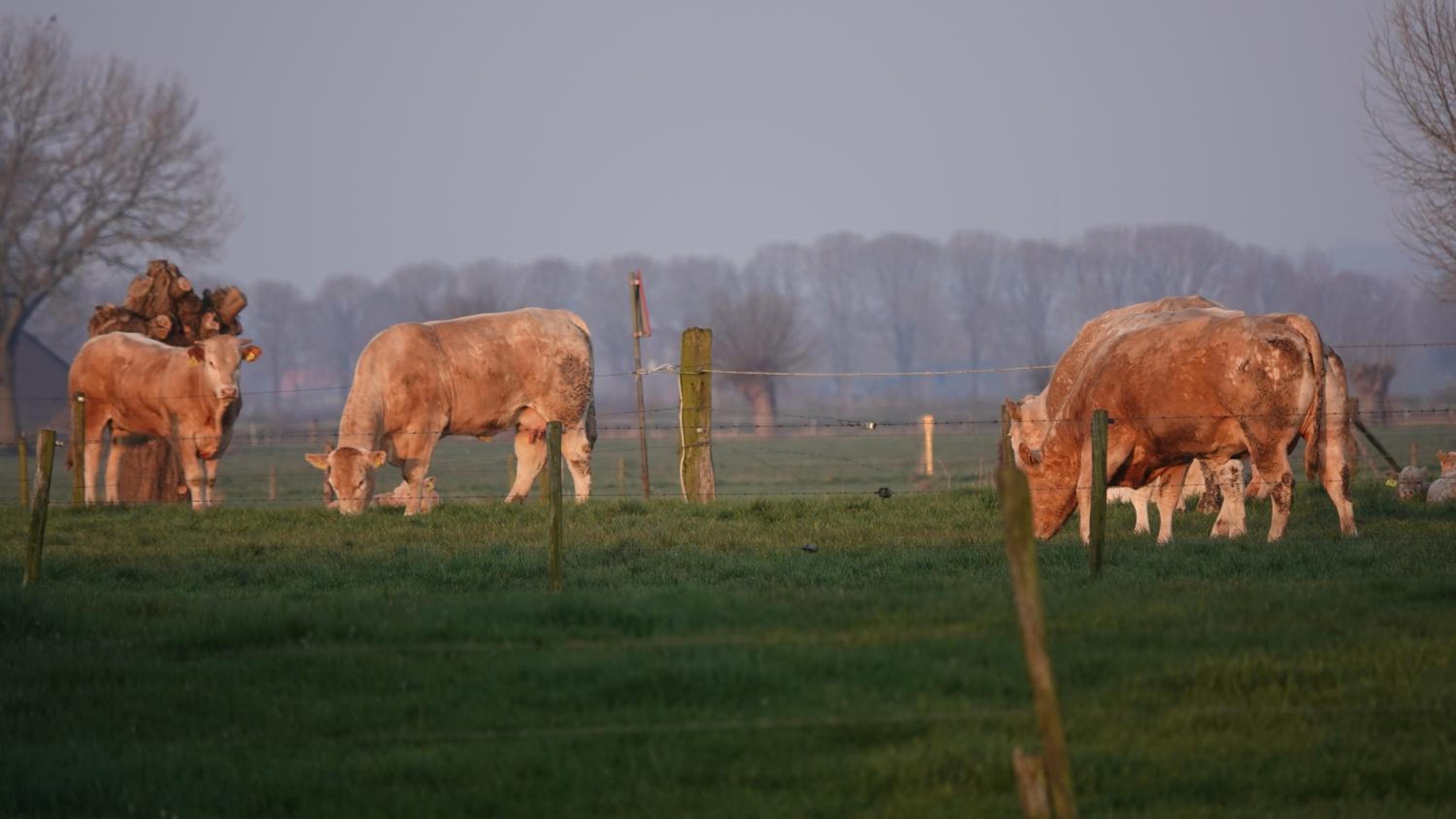 other