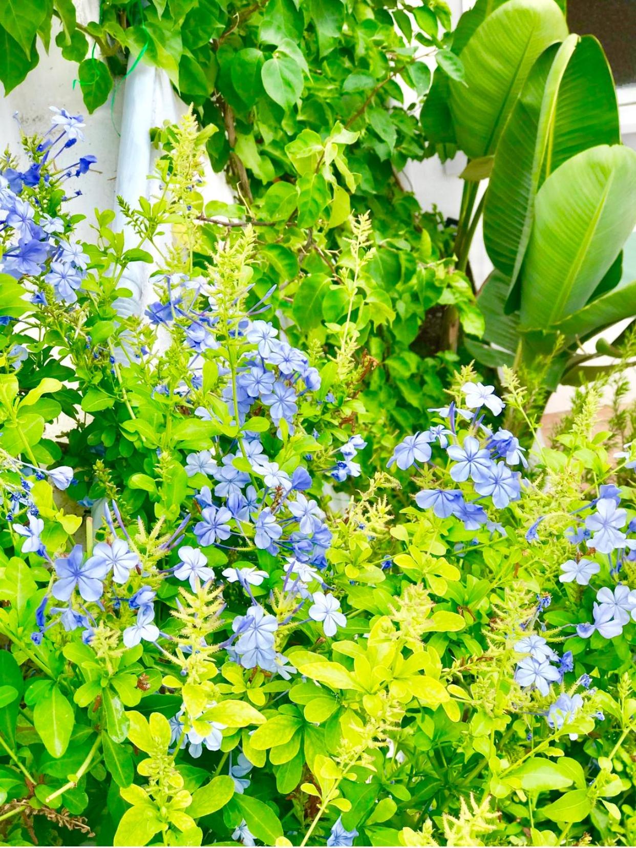 Les Lilas, photo 9