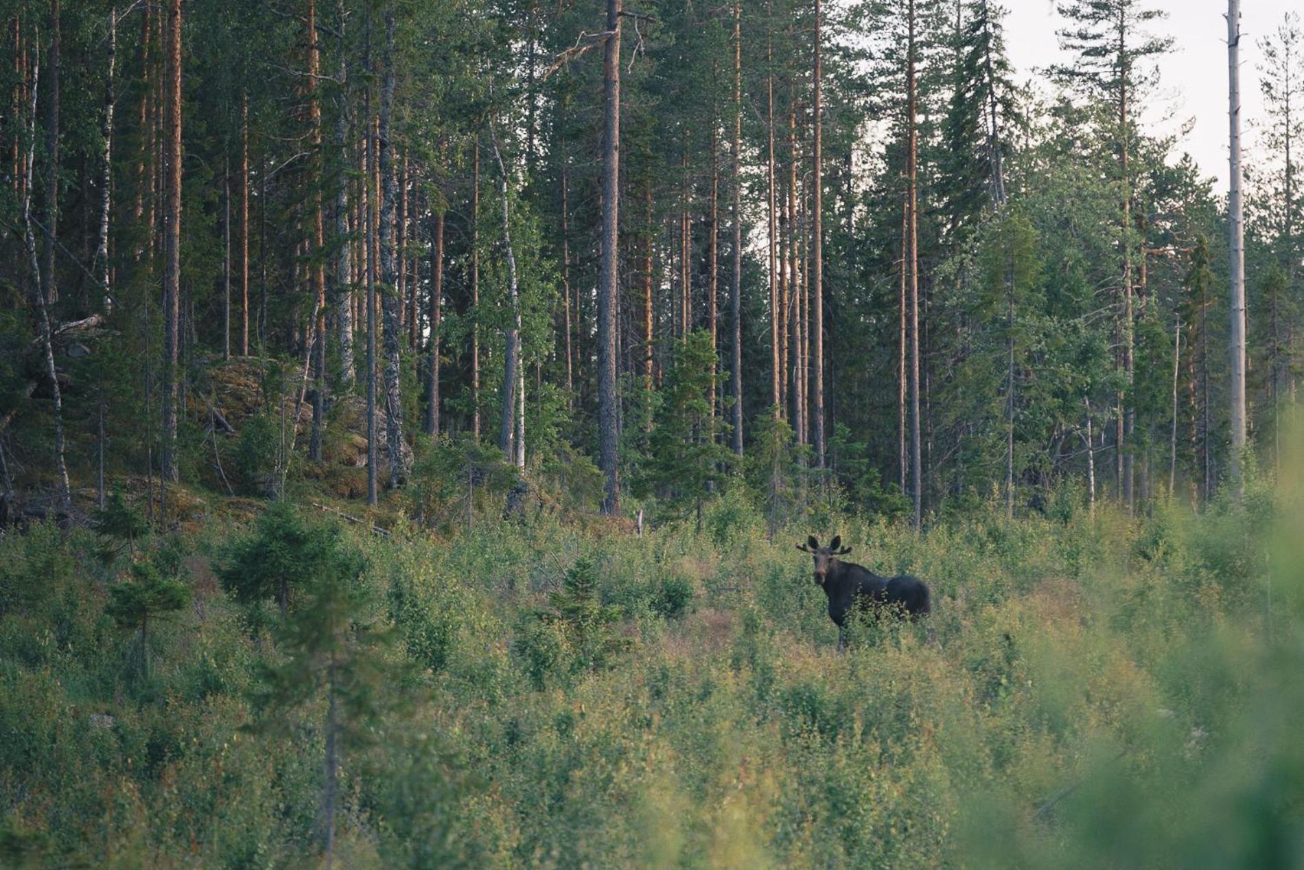 Granö Beckasin