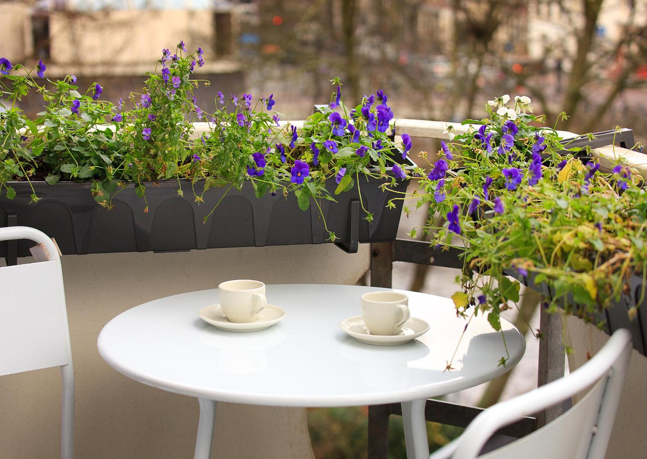 Blue Tulip Amsterdam photo 5