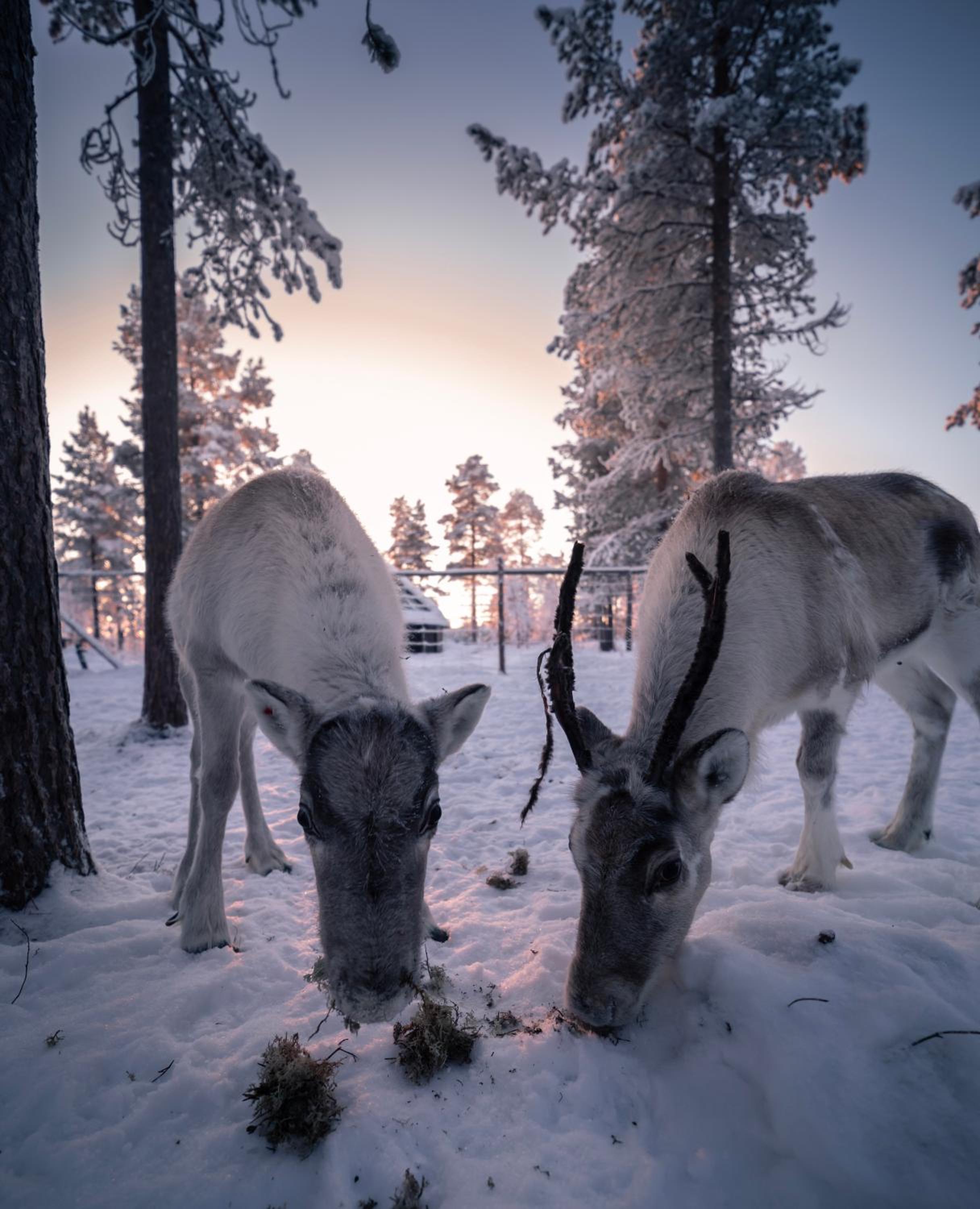Aurora Village Ivalo