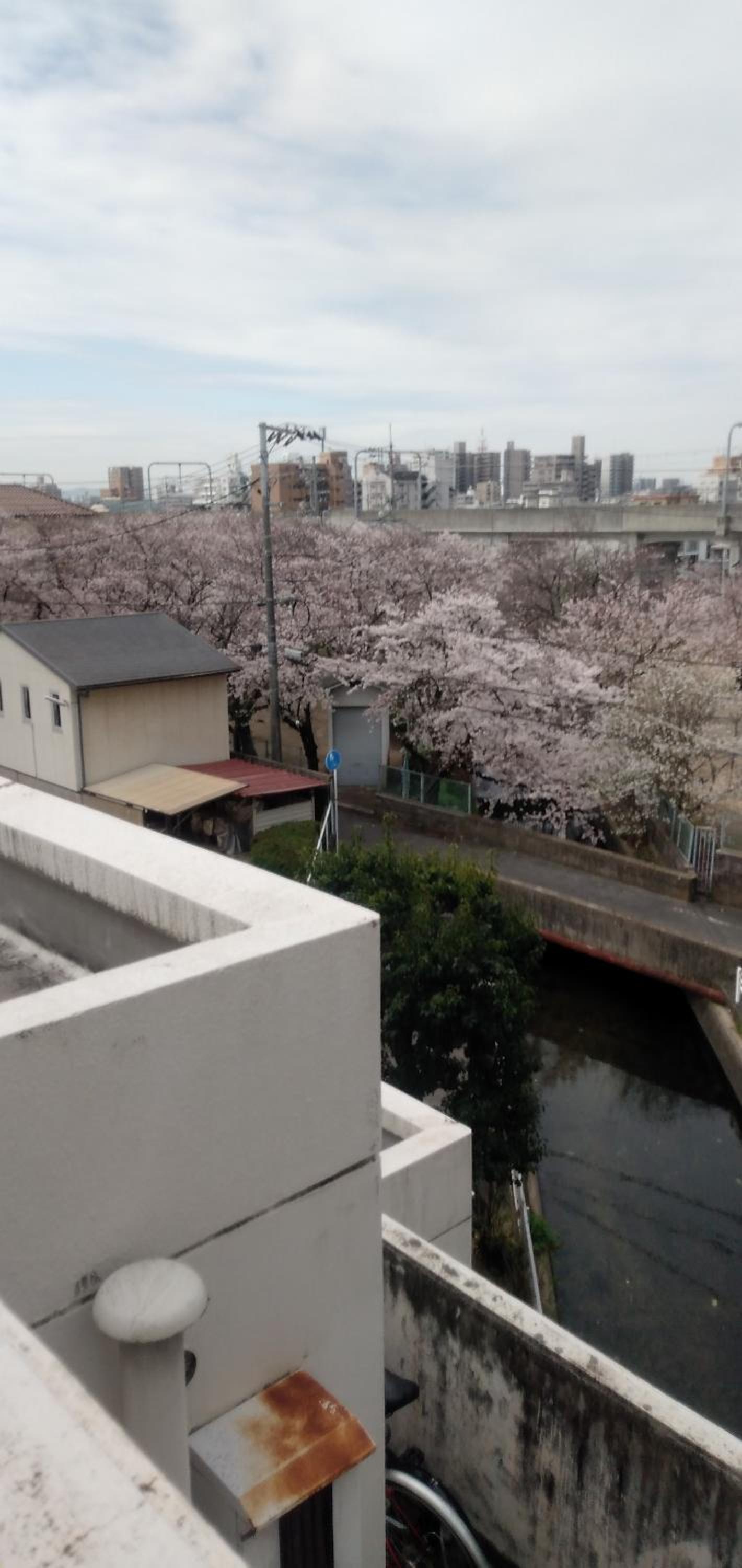 Cherry Blossom Koseicho view 4