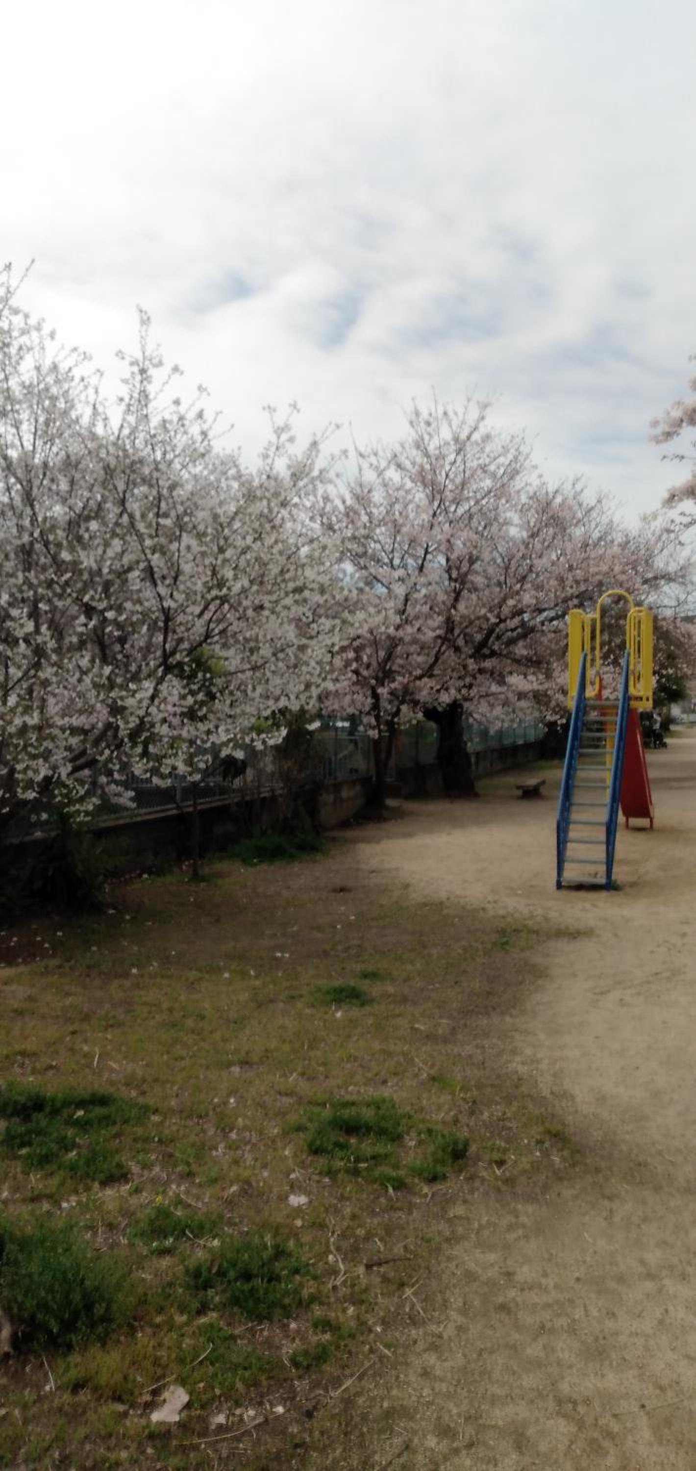 Cherry Blossom Koseicho view 2