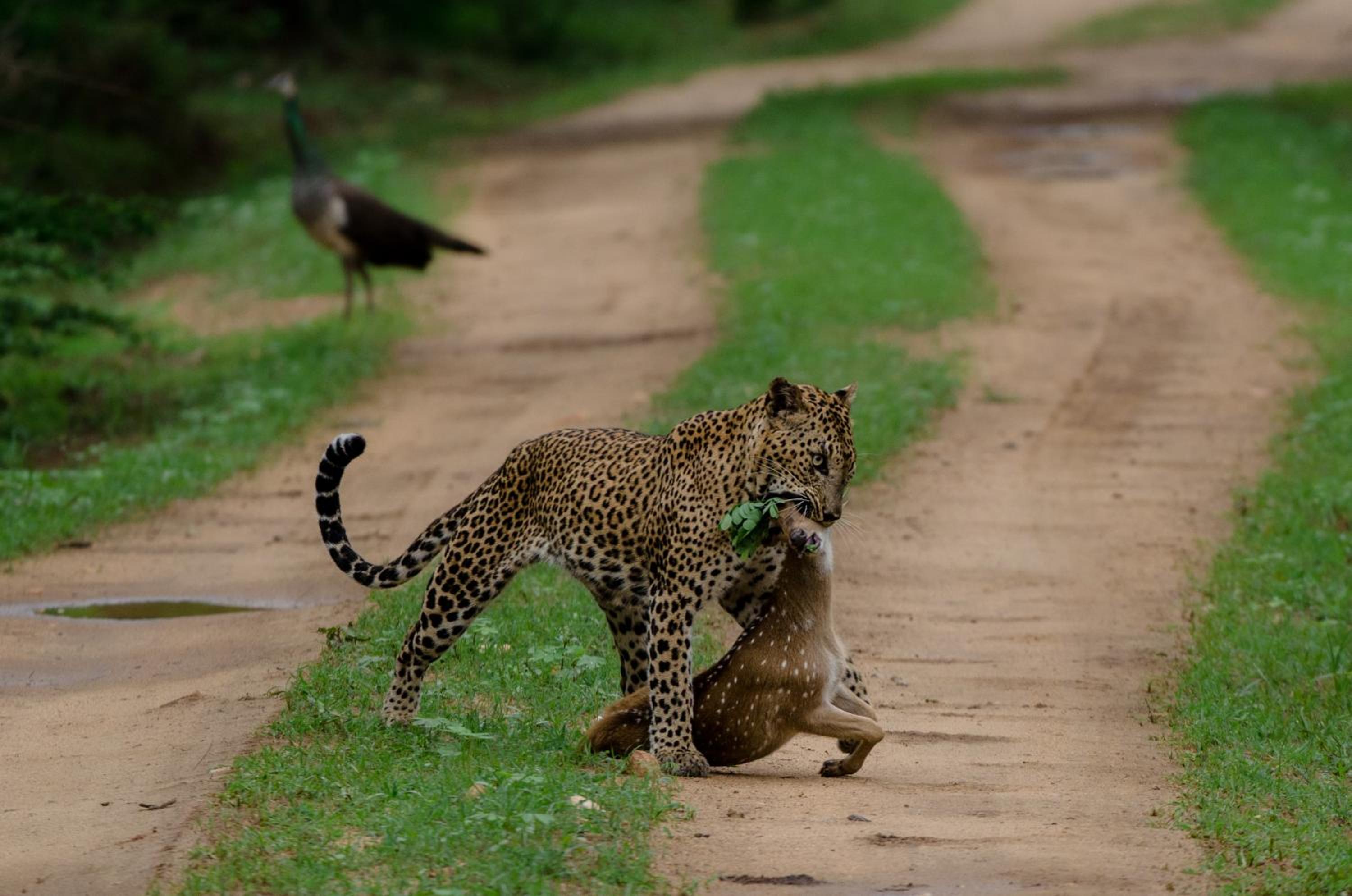 Leopard Trails Yala