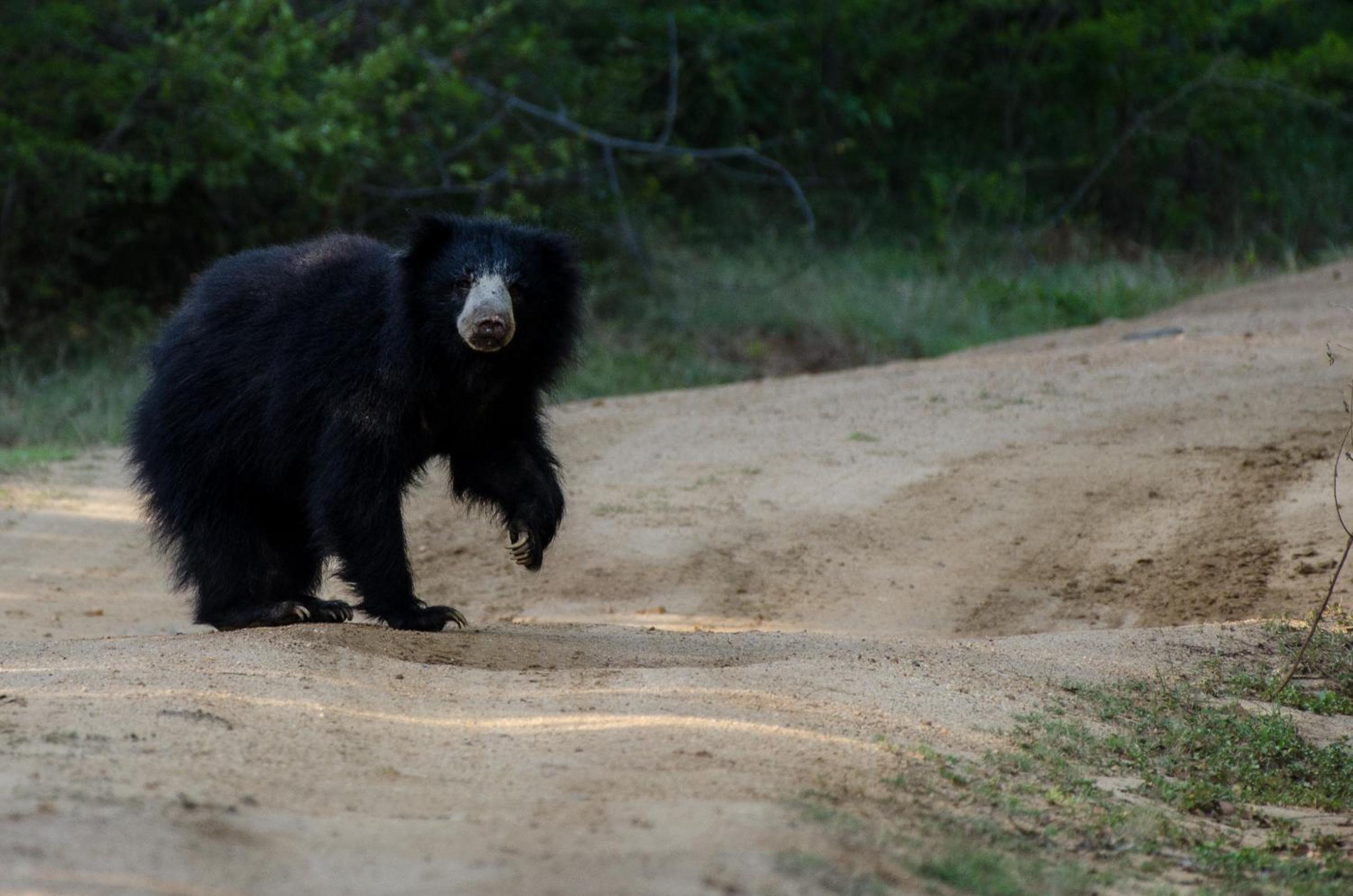 Leopard Trails Yala