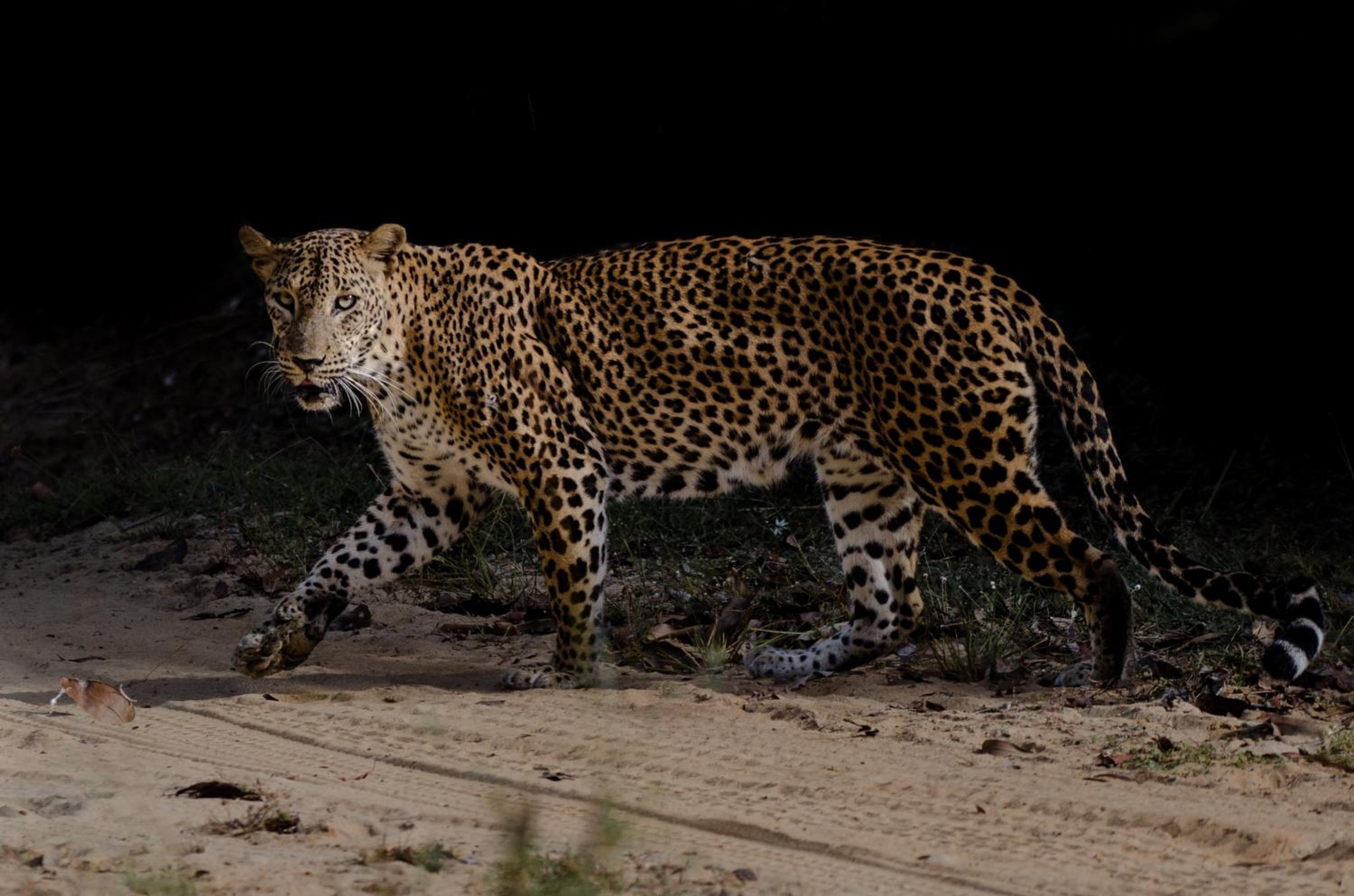 Leopard Trails Yala