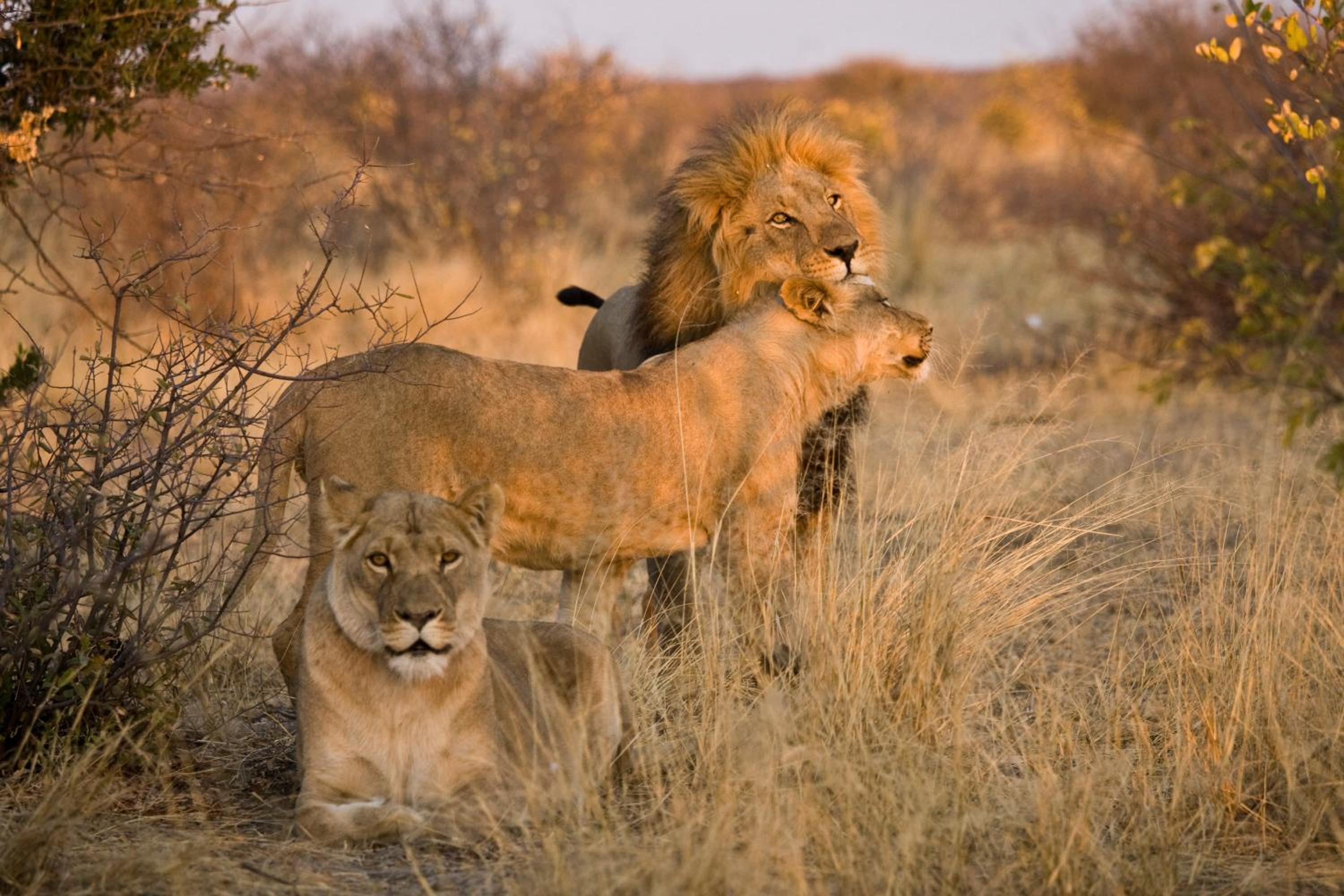 Grassland Safari Lodge