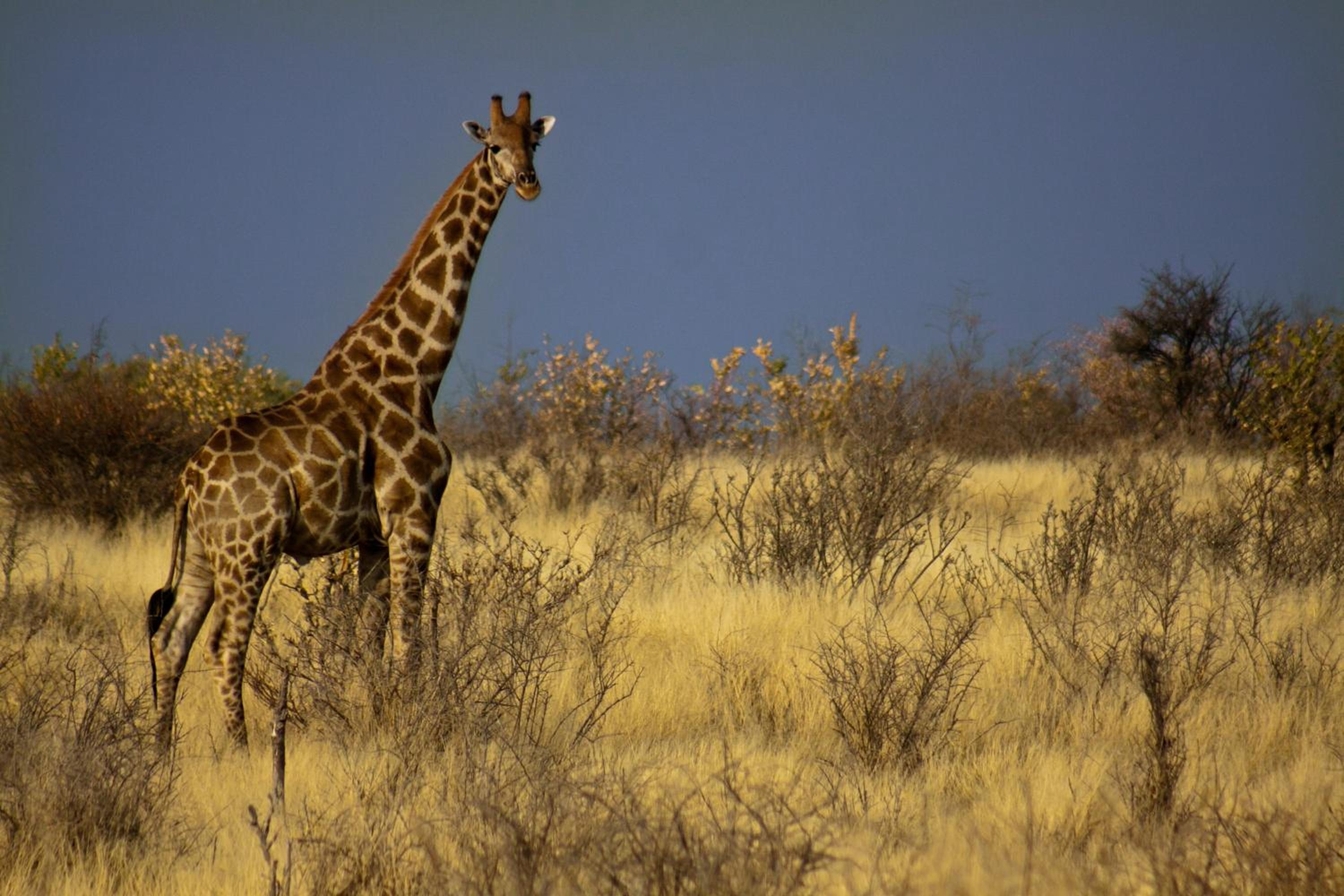 Grassland Safari Lodge
