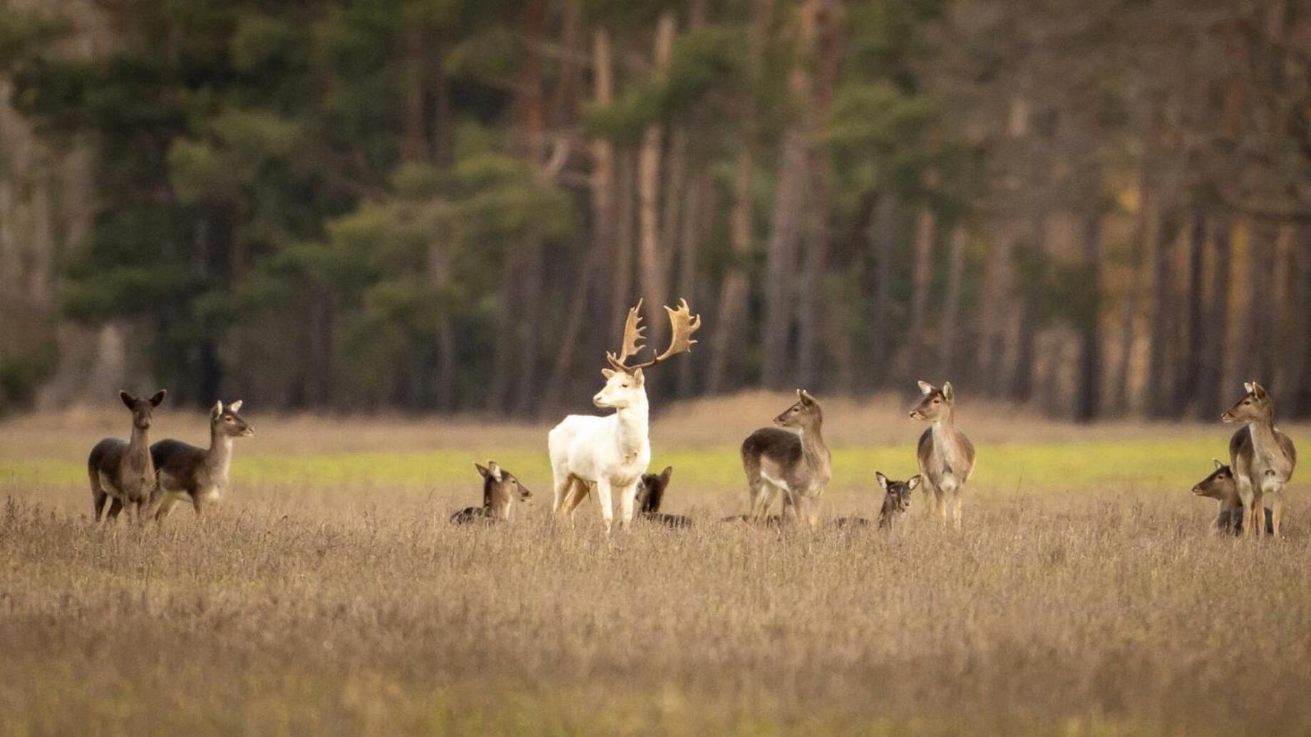 Alter Bahnhof Otersen