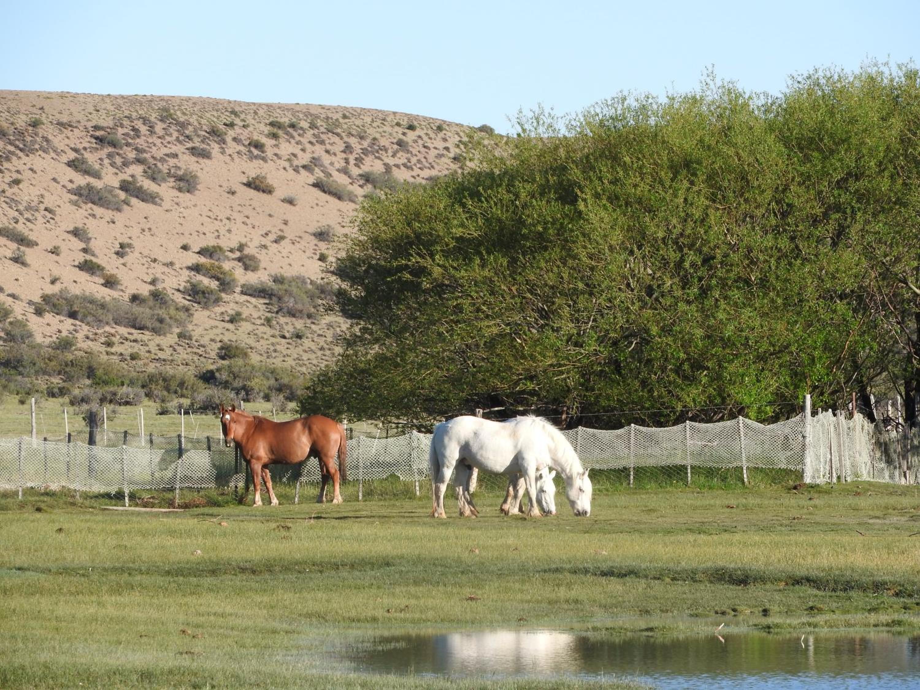 Estancia La Angostura
