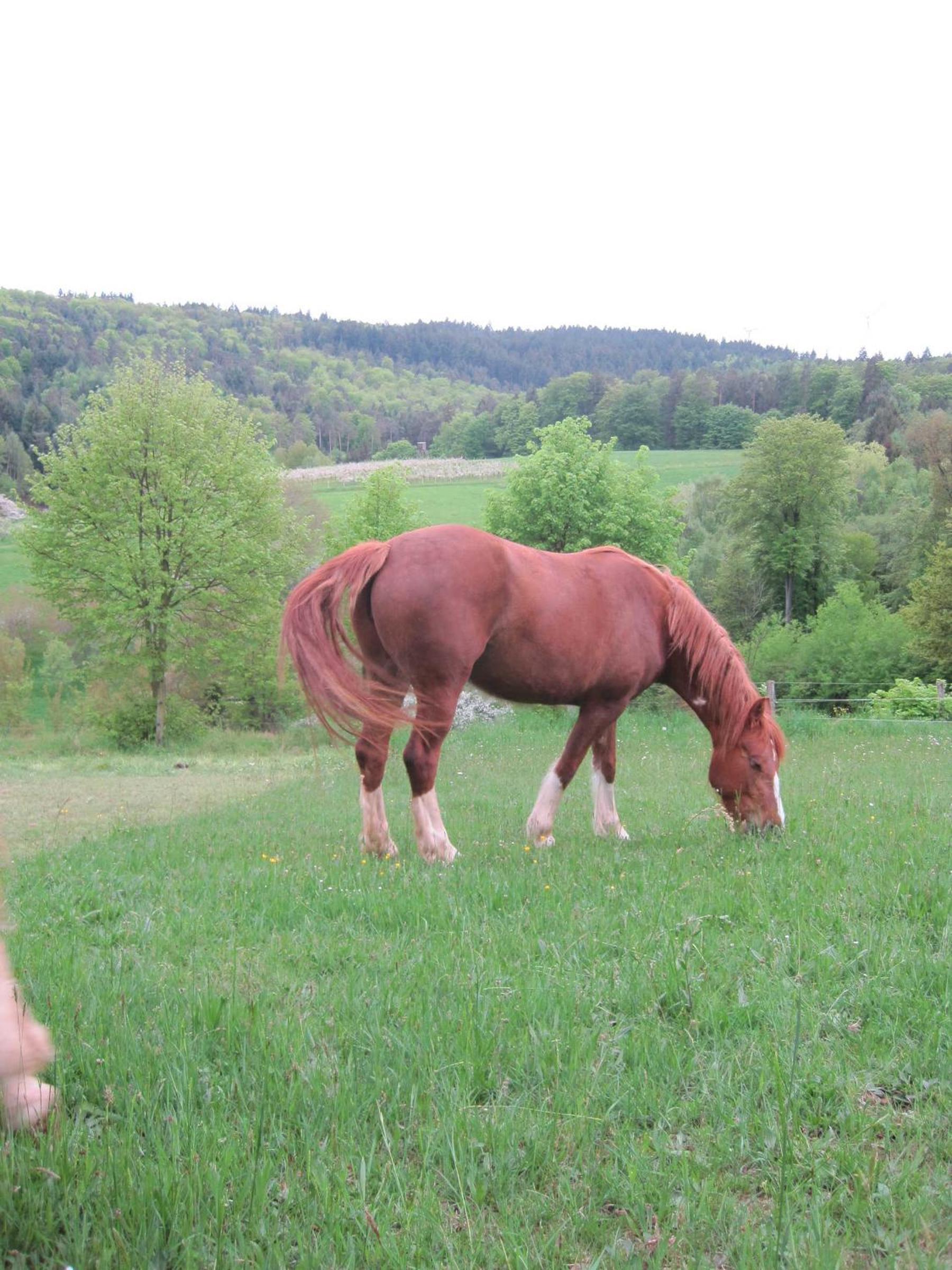 Bergfeldhof
