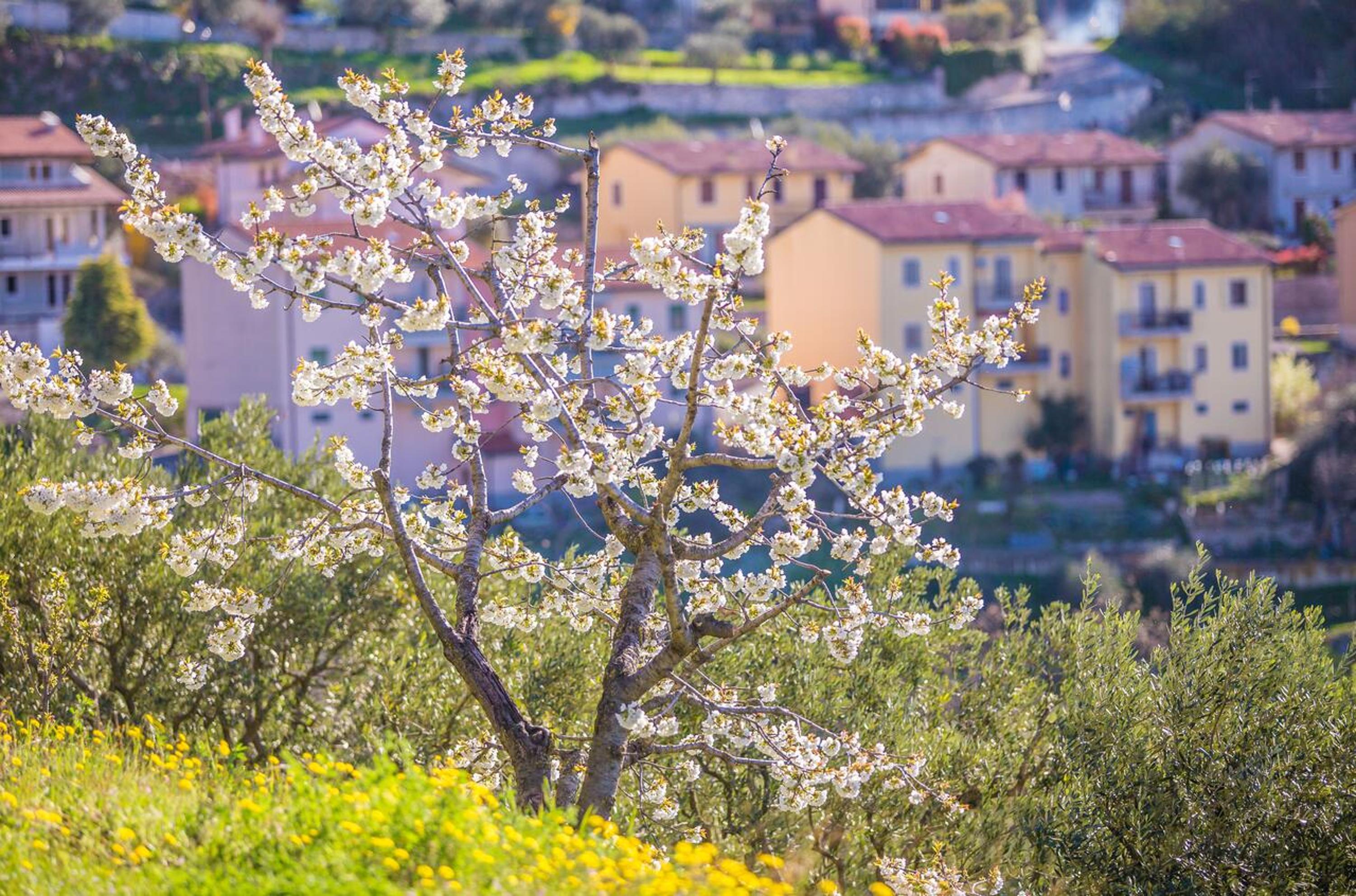Valpolicella Homes Recioto Apartment view 5