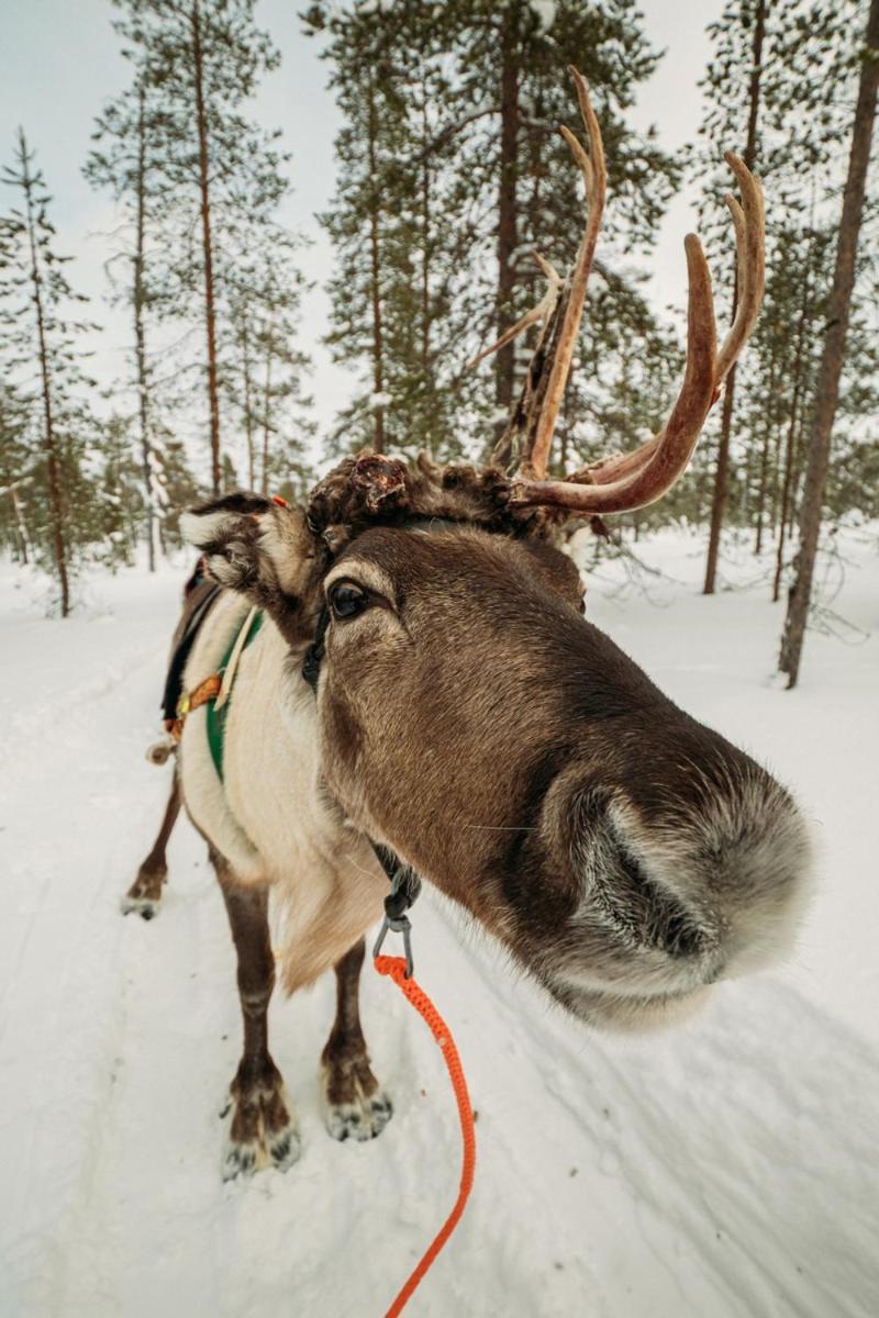 Saariselkä Inn Majatalo Panimo