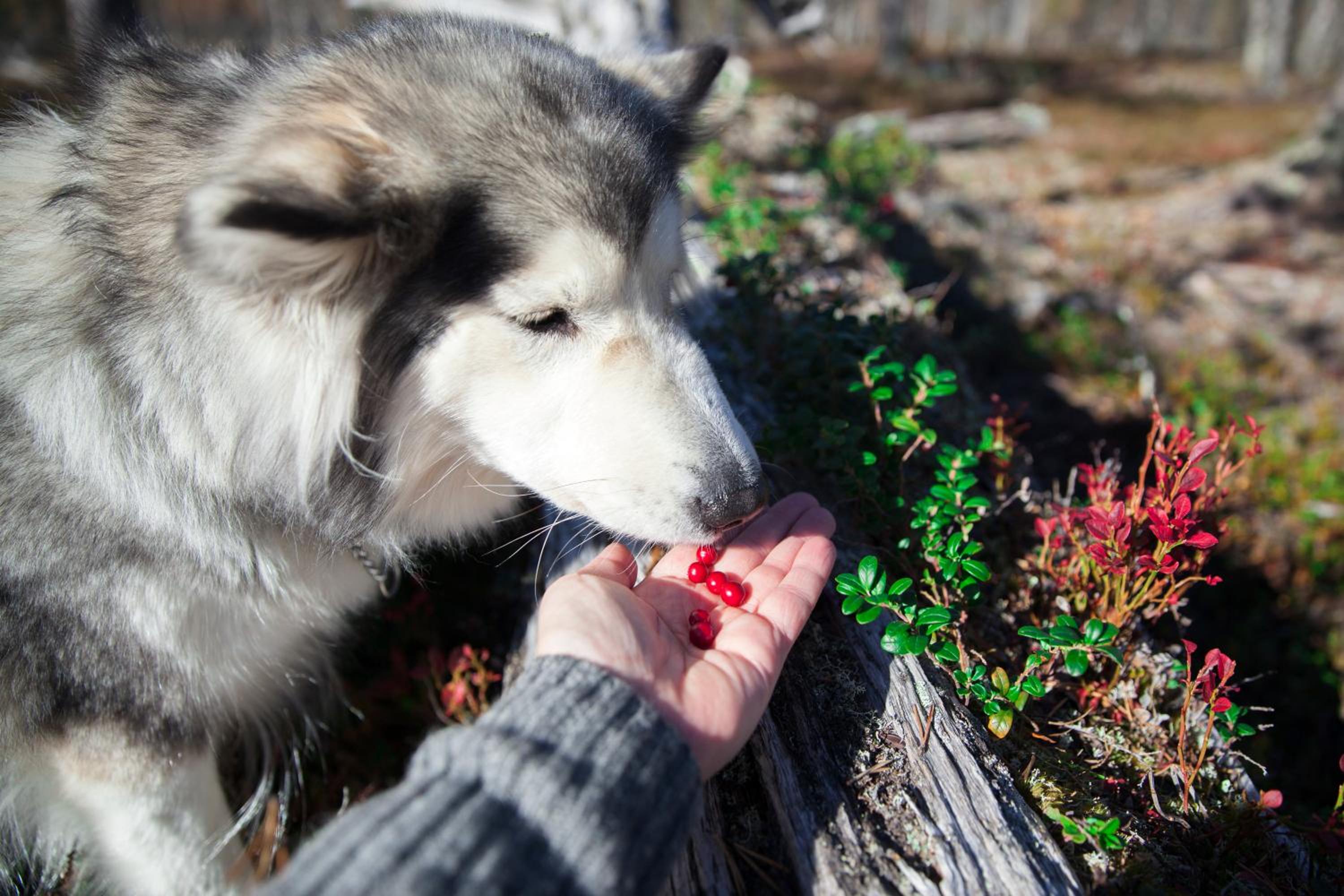Saarikejo Huskylodge