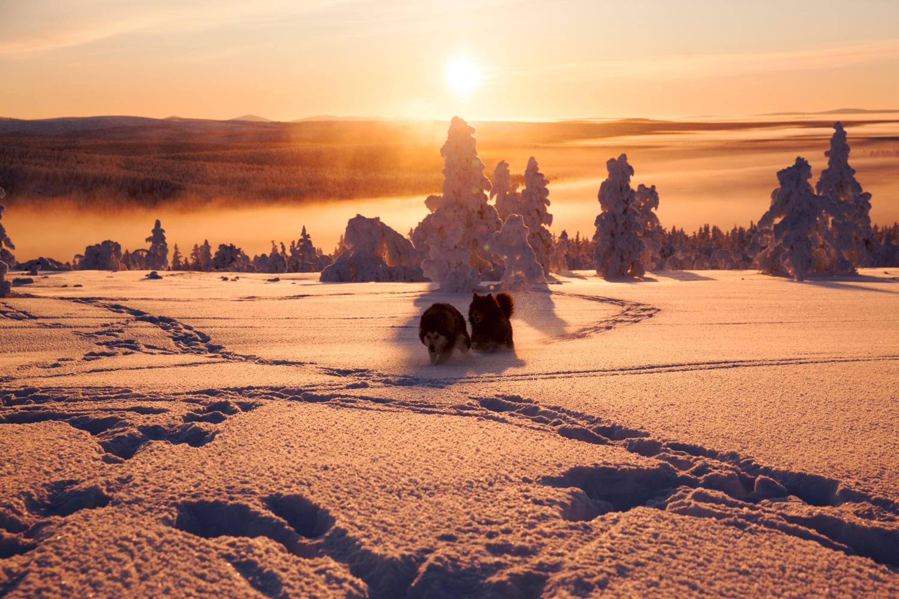 Saarikejo Huskylodge