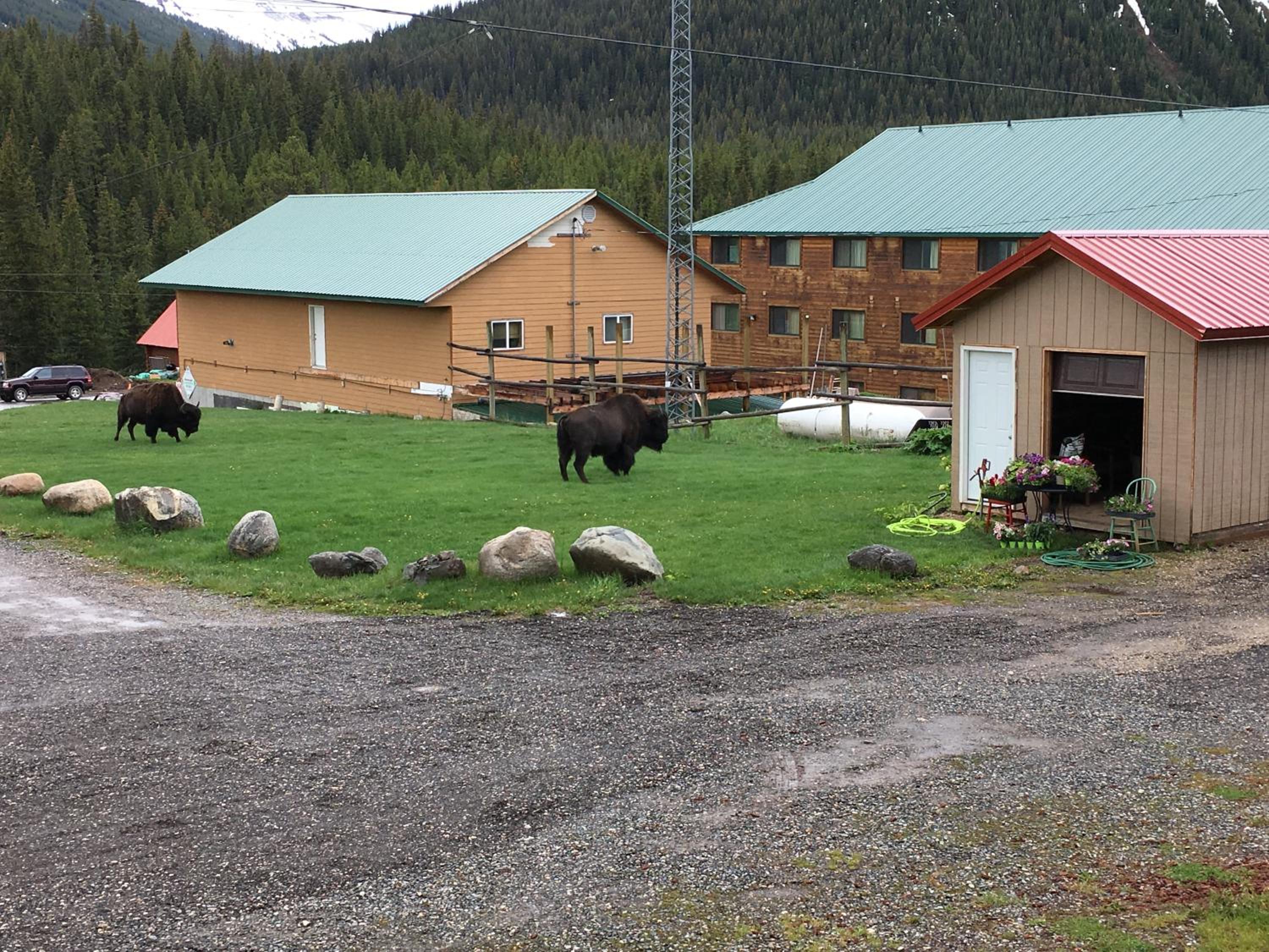 Antlers Lodge view 5