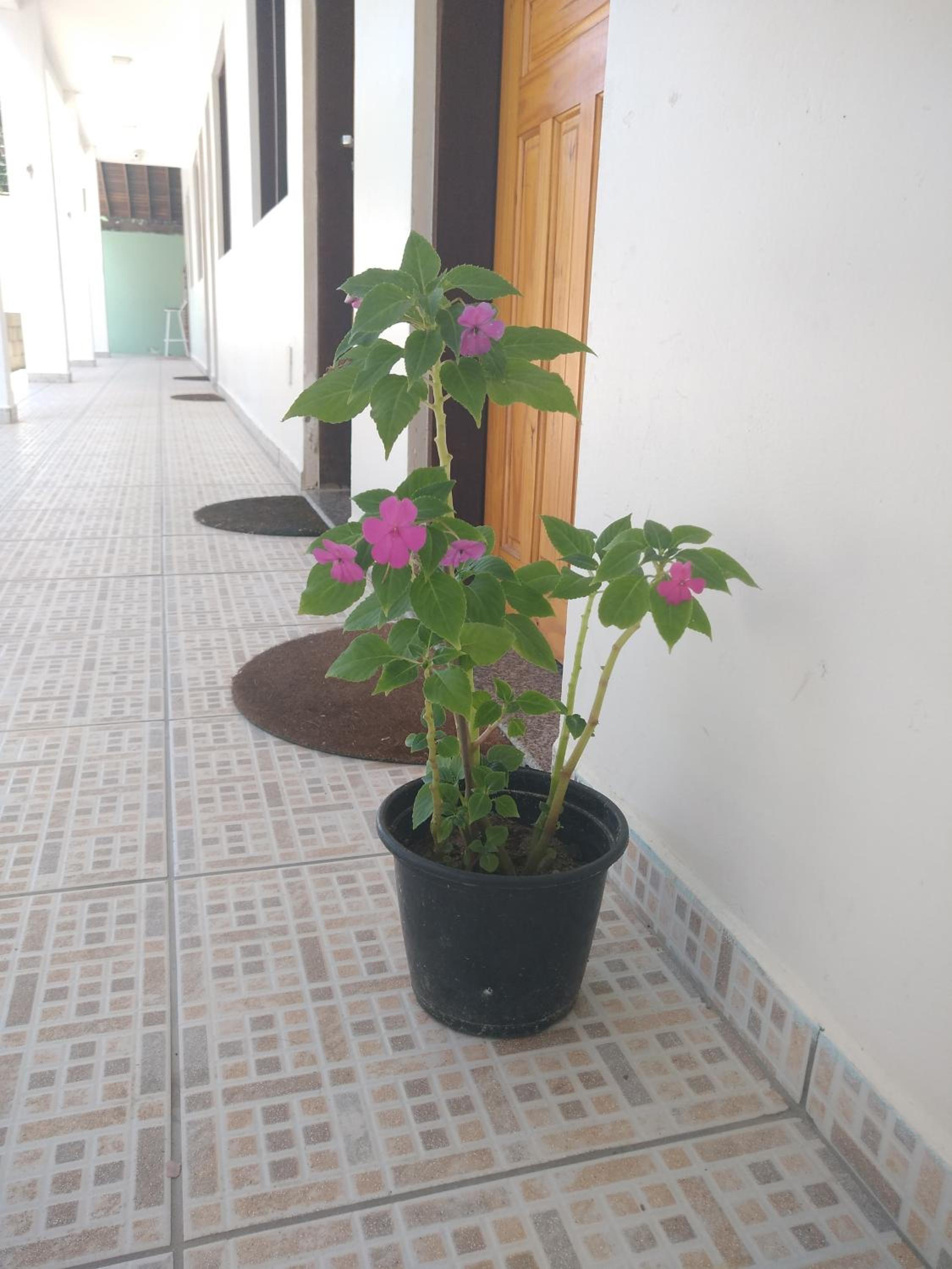 Chalés Marazul Toninhas