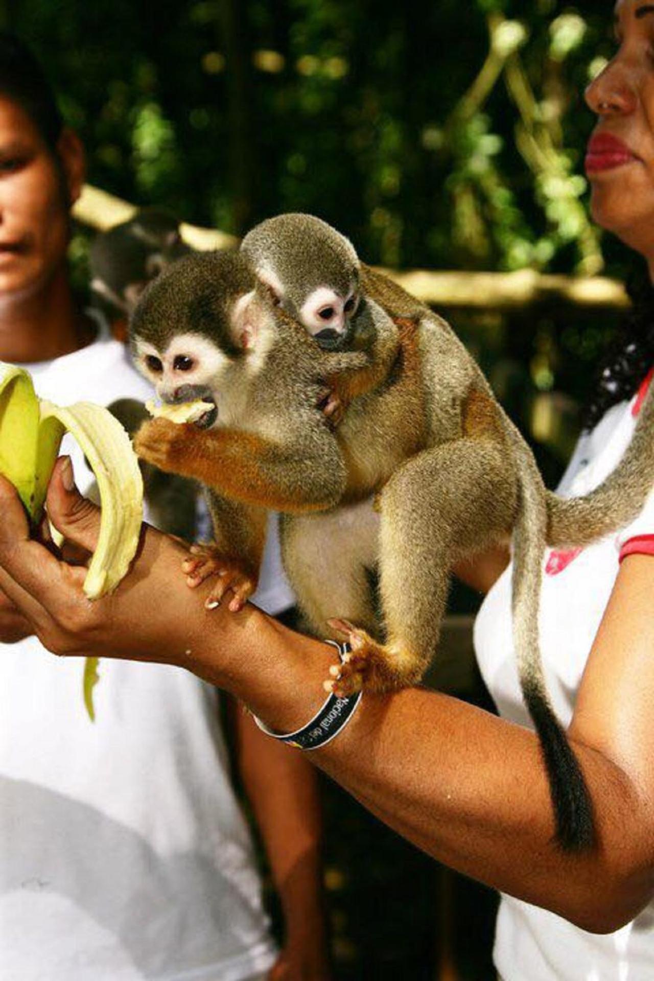 Eco Hotel Aldea -AMAZONAS