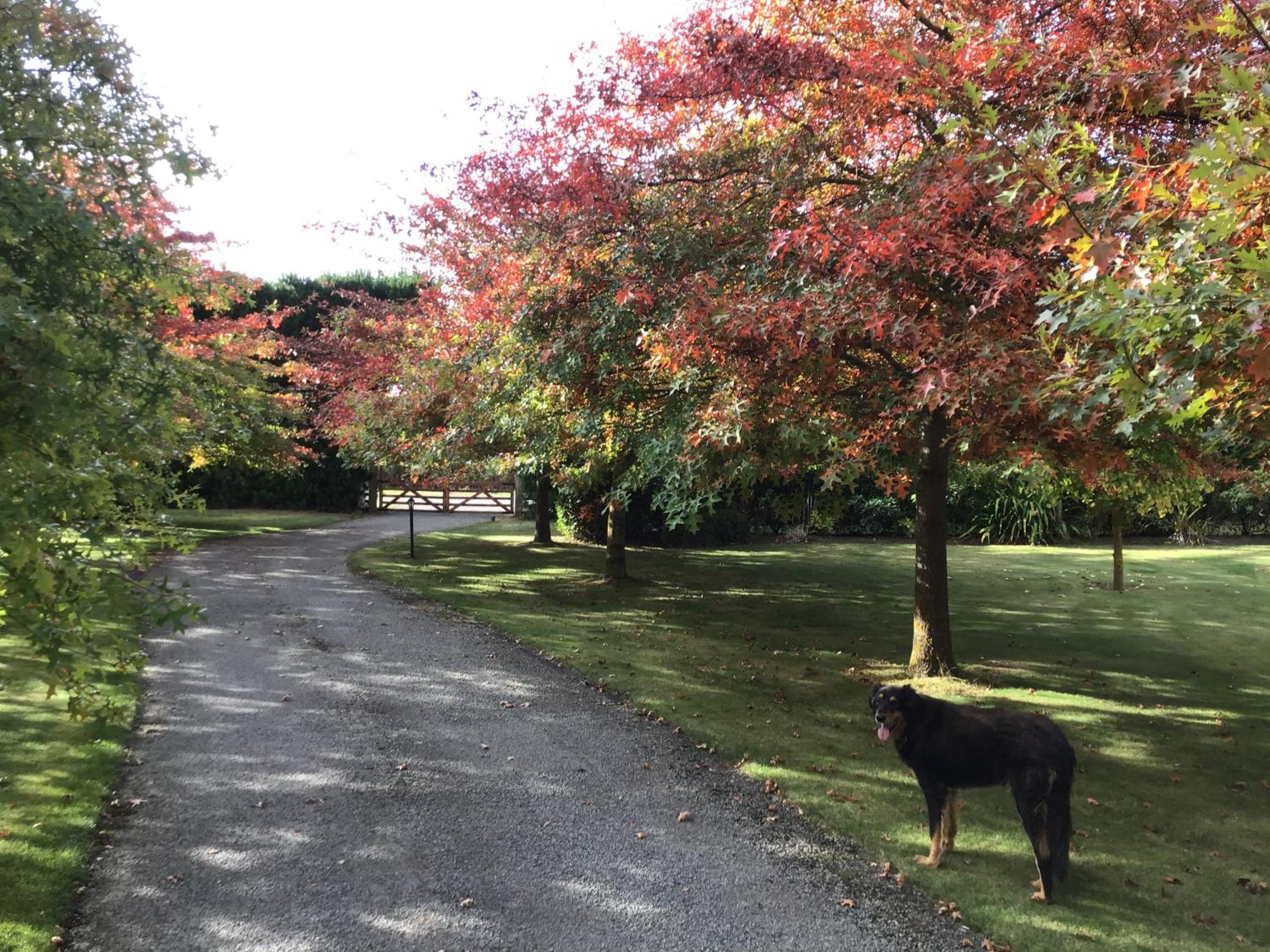Chester Oaks B&B