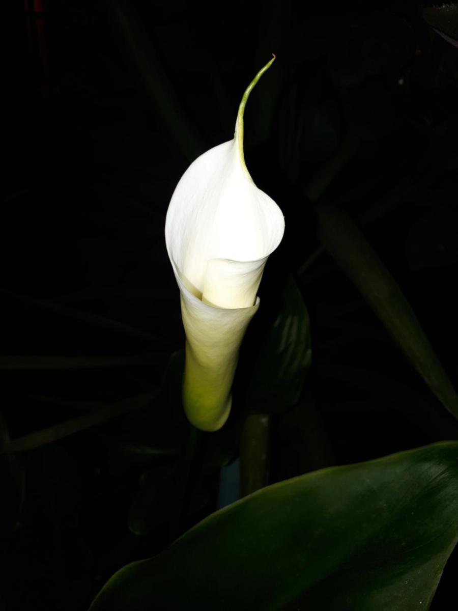 Photo 40