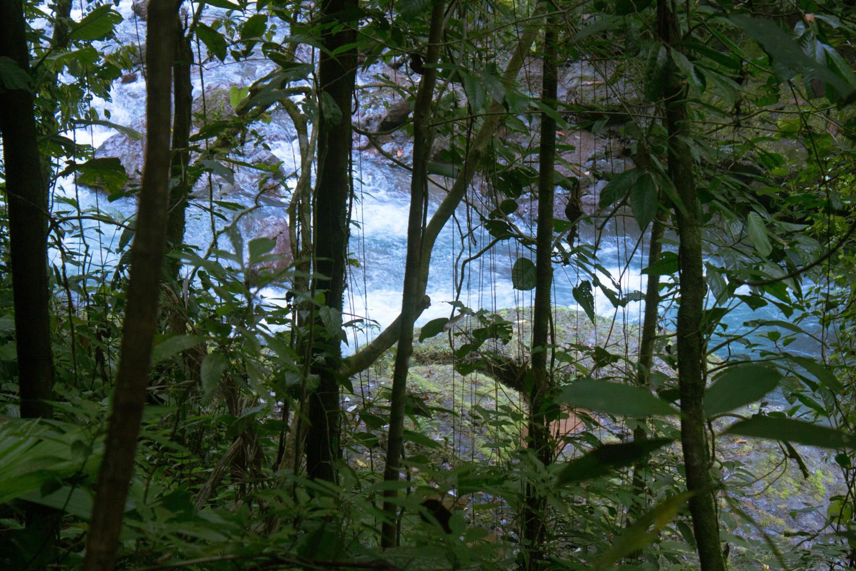 Rio Agujitas Eco Farm hostel and Tours view 4