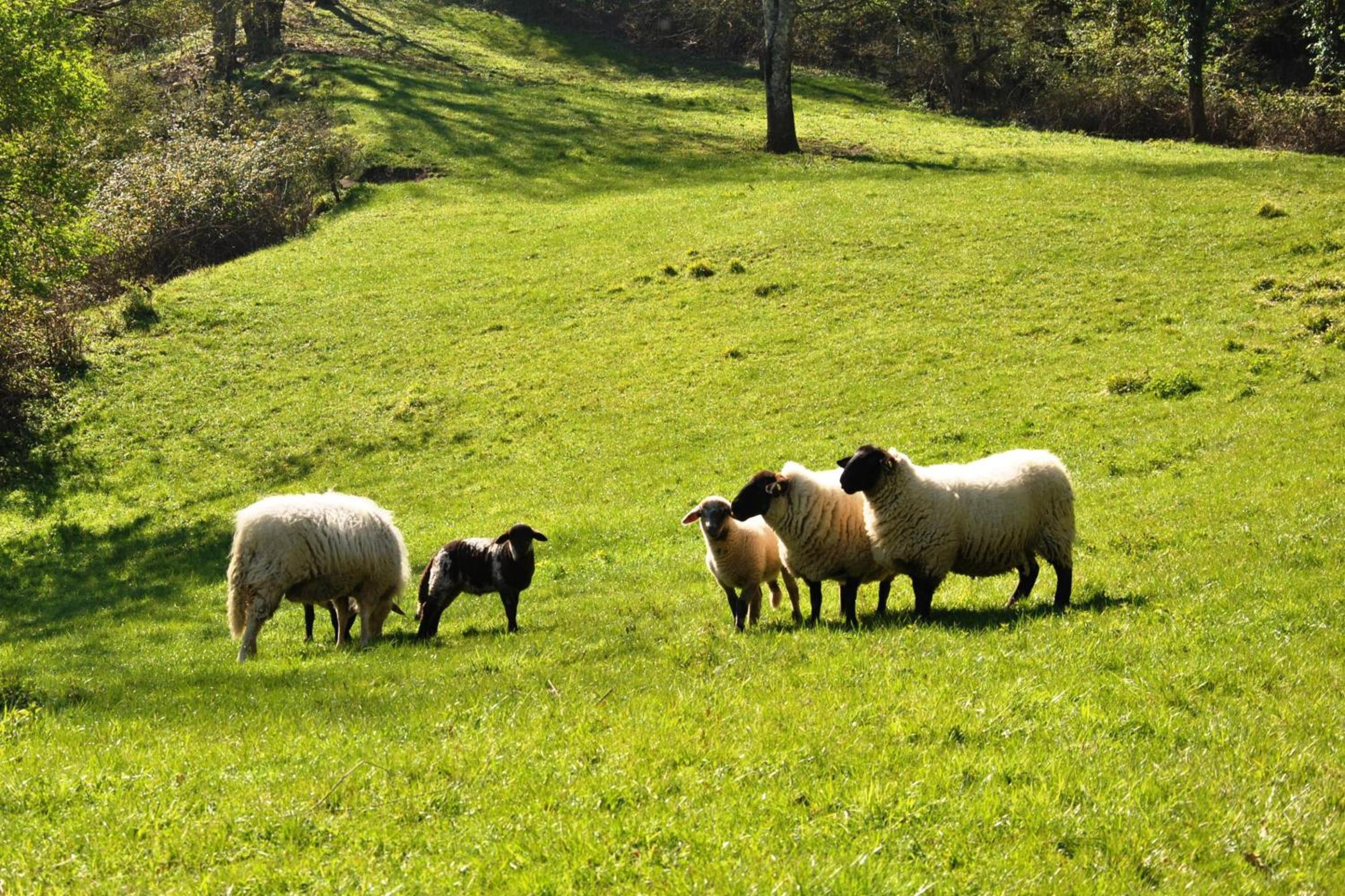 Photo 54