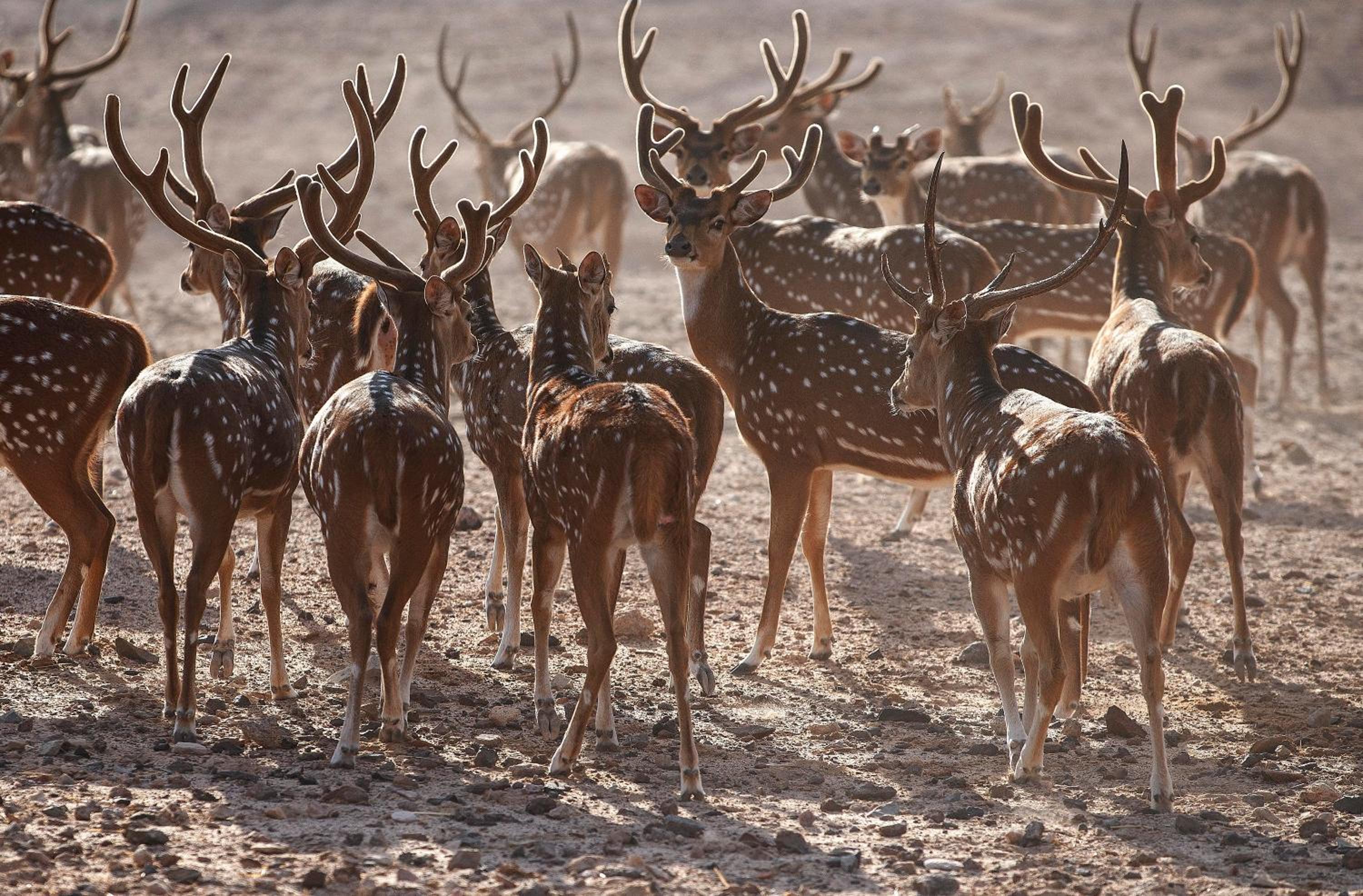 Anantara Sir Bani Yas Island Al Yamm Villa Resort