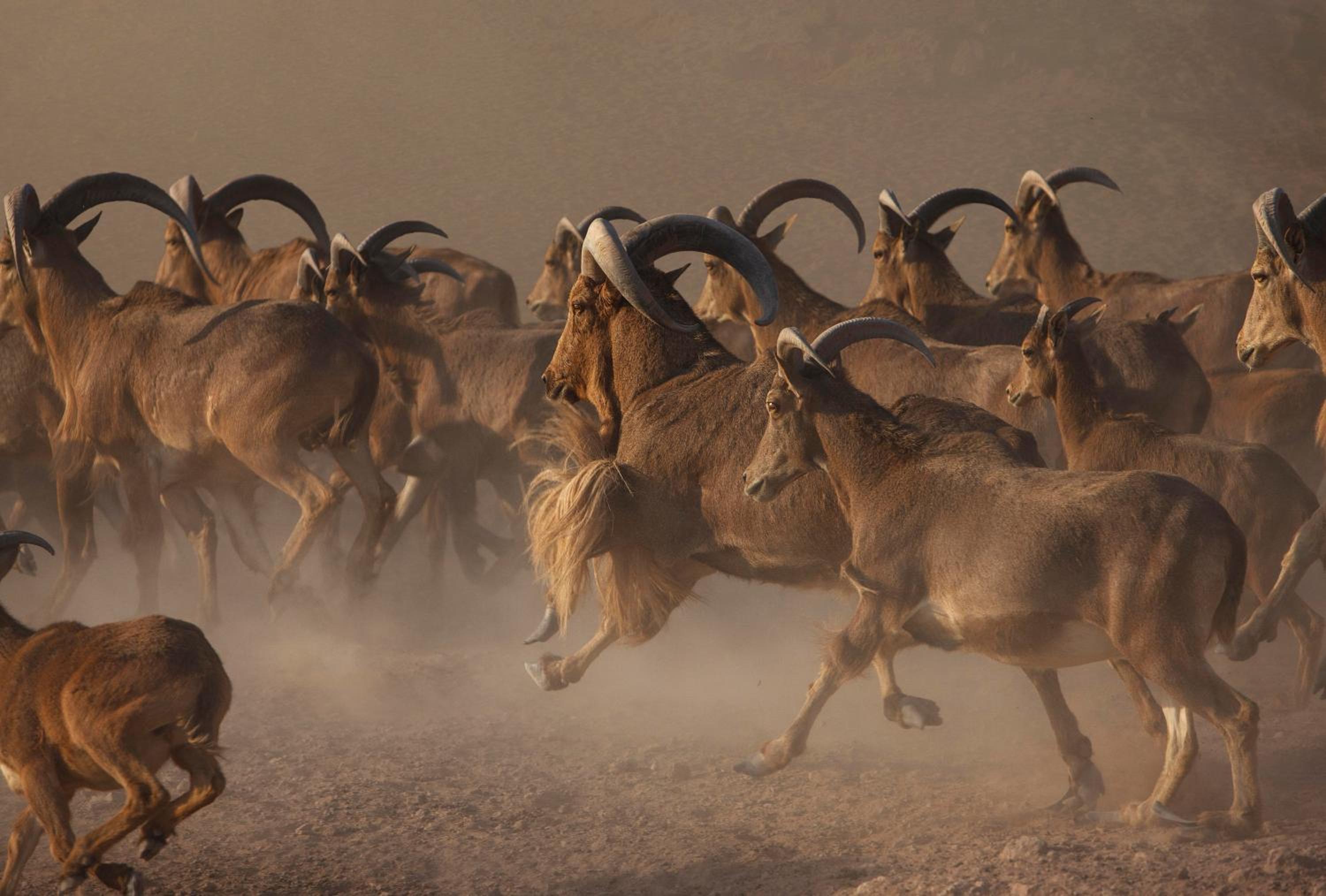 Anantara Sir Bani Yas Island Al Yamm Villa Resort