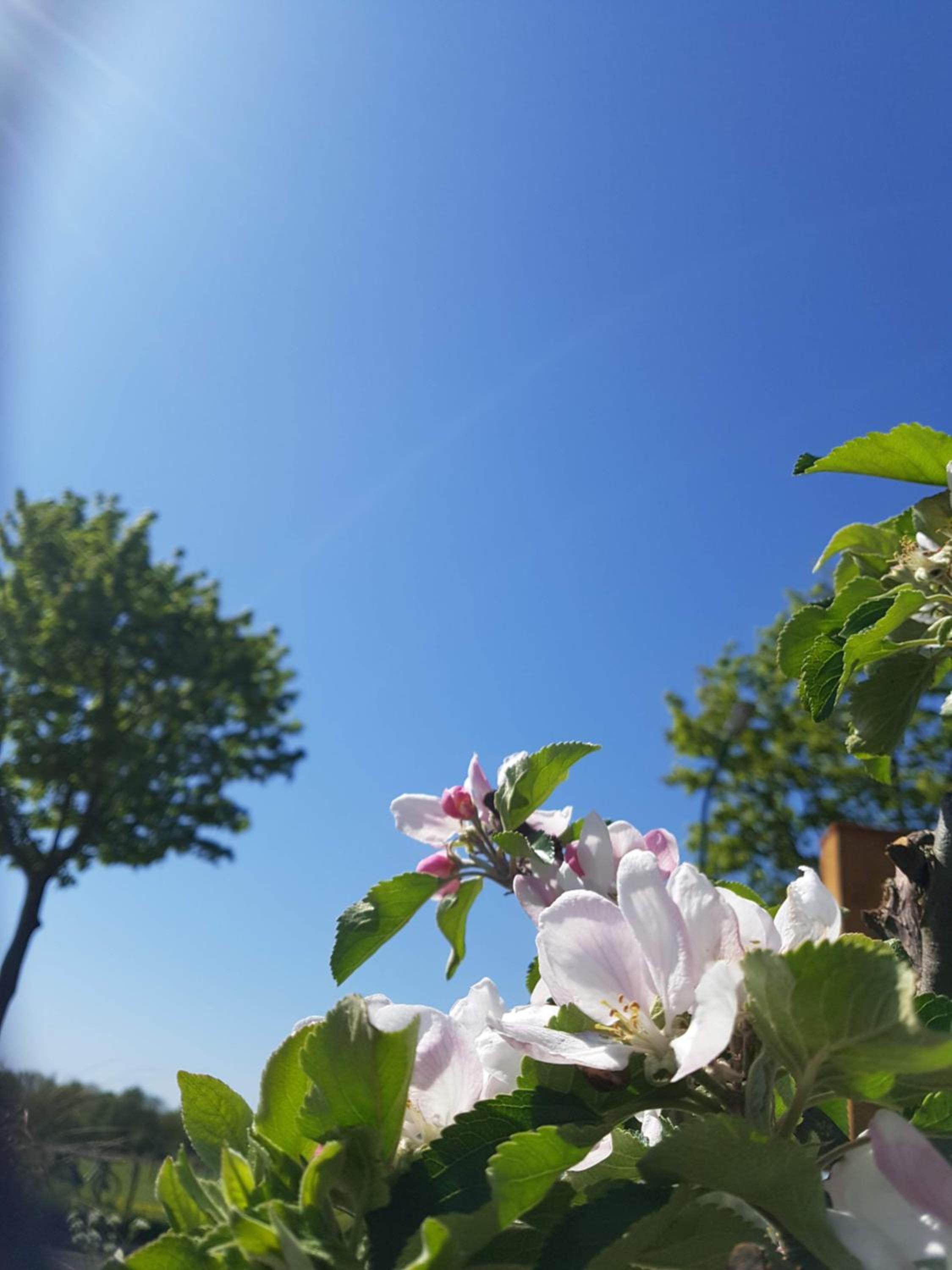 't Nieuwe Nest