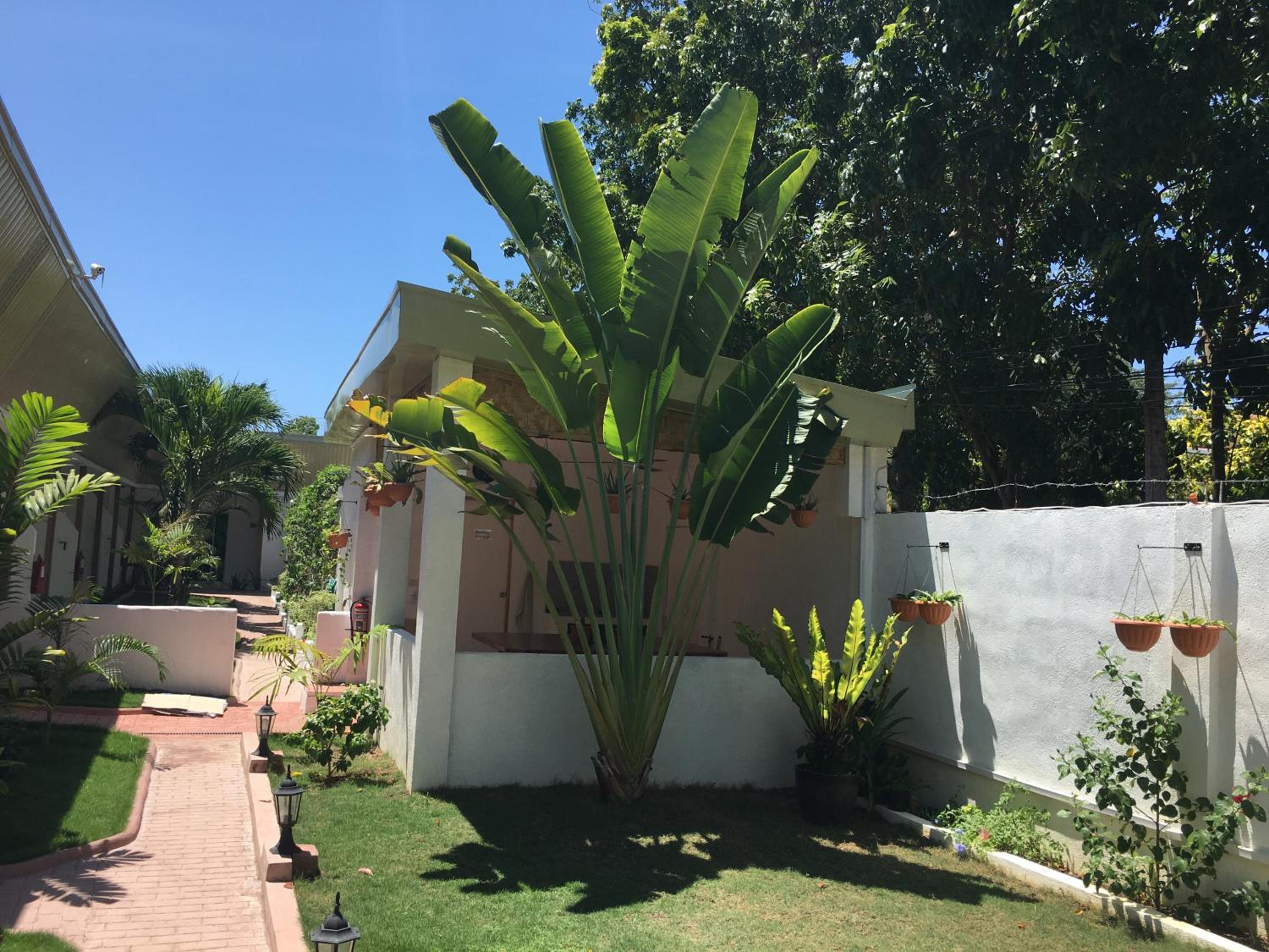Alona Gecko Inn