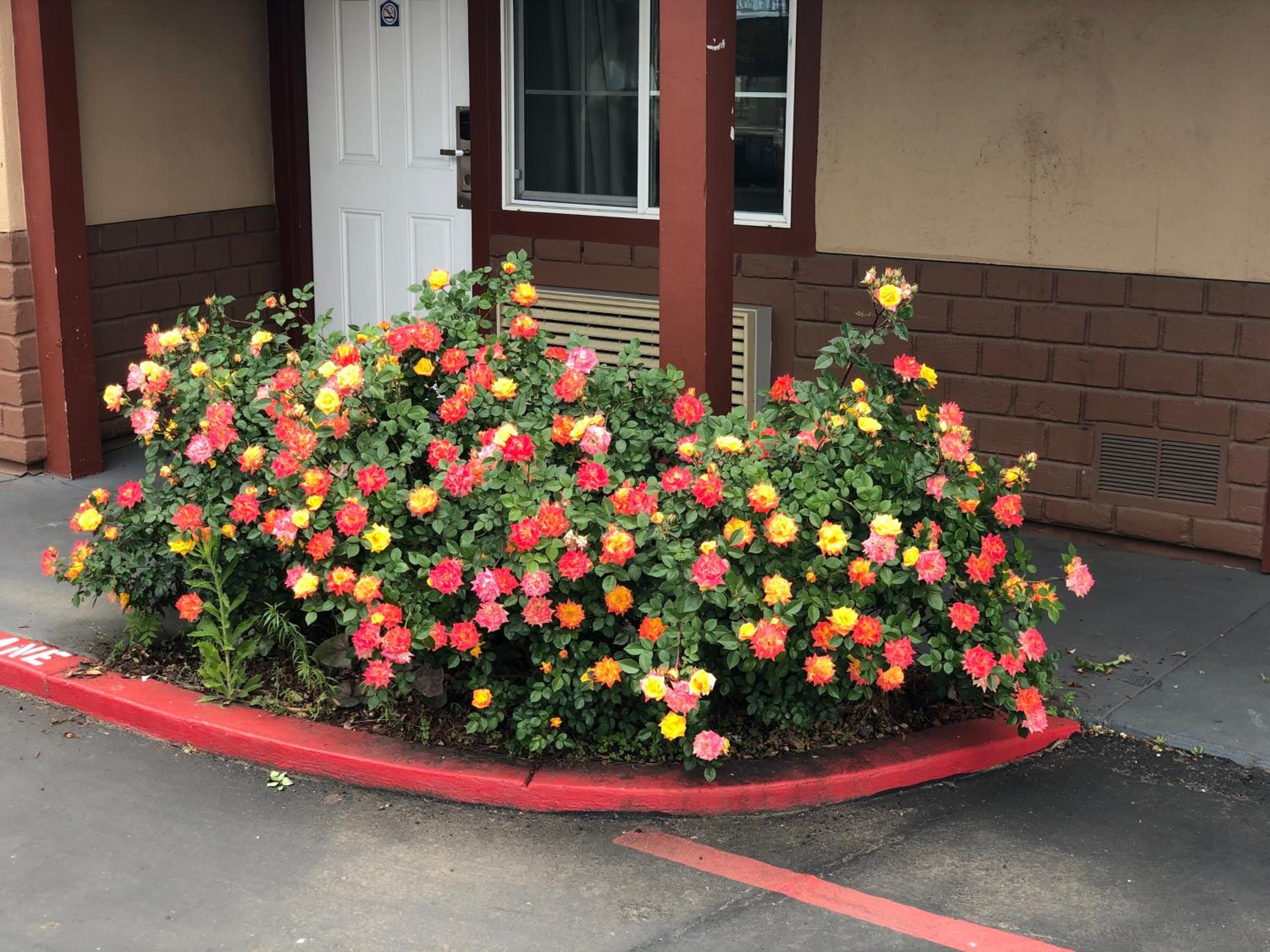 Willows Vacations - Haven Inn of Chico - Property Image 4