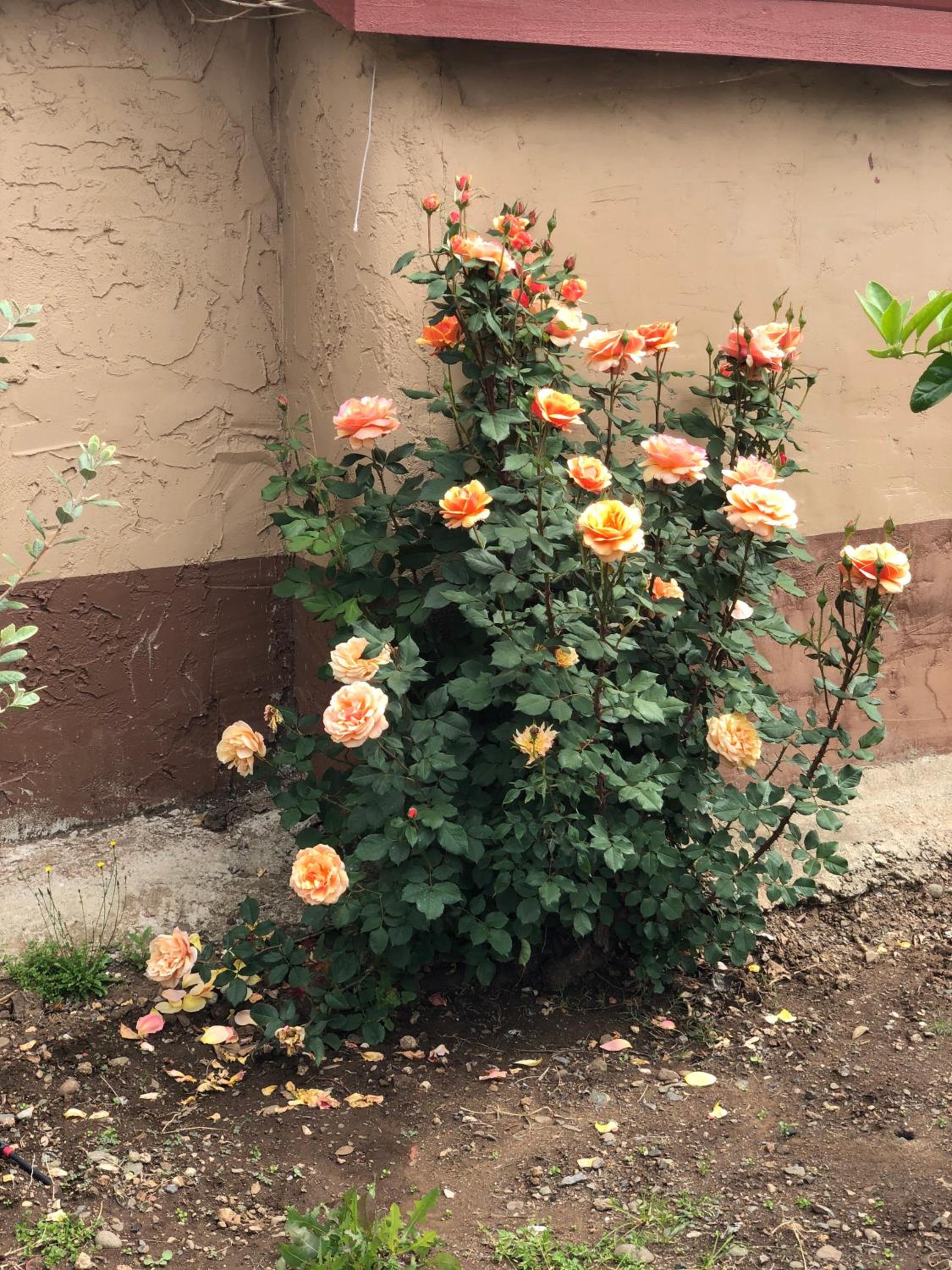 Chico Vacations - Haven Inn of Chico - Property Image 25