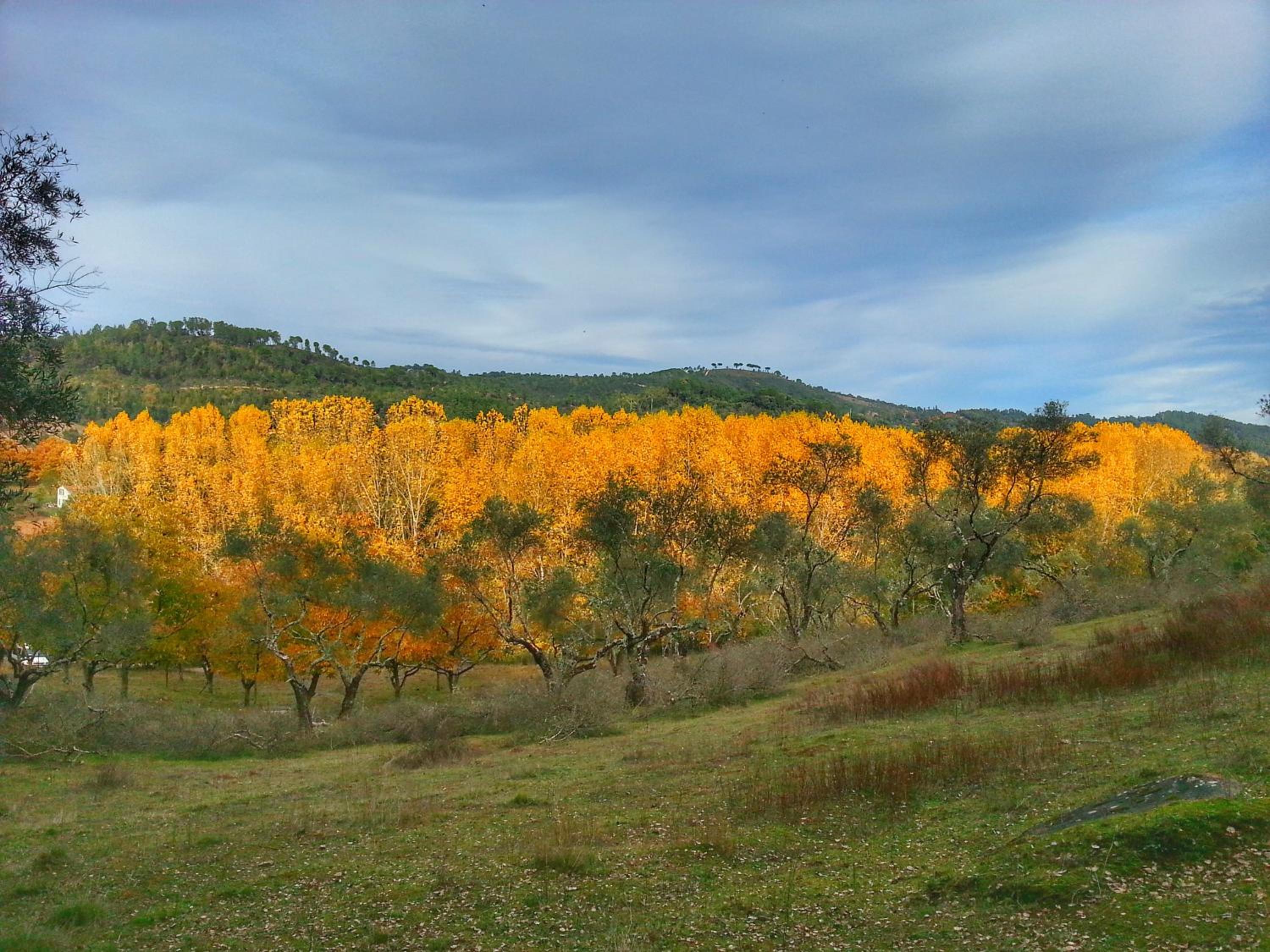 Finca la Viriñuela